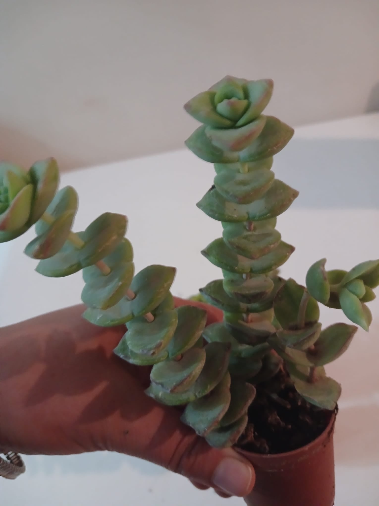 Ev & Ofis İçin Crassula perforata 2’li Düğmeli Sukulent Seti Modern Saksı