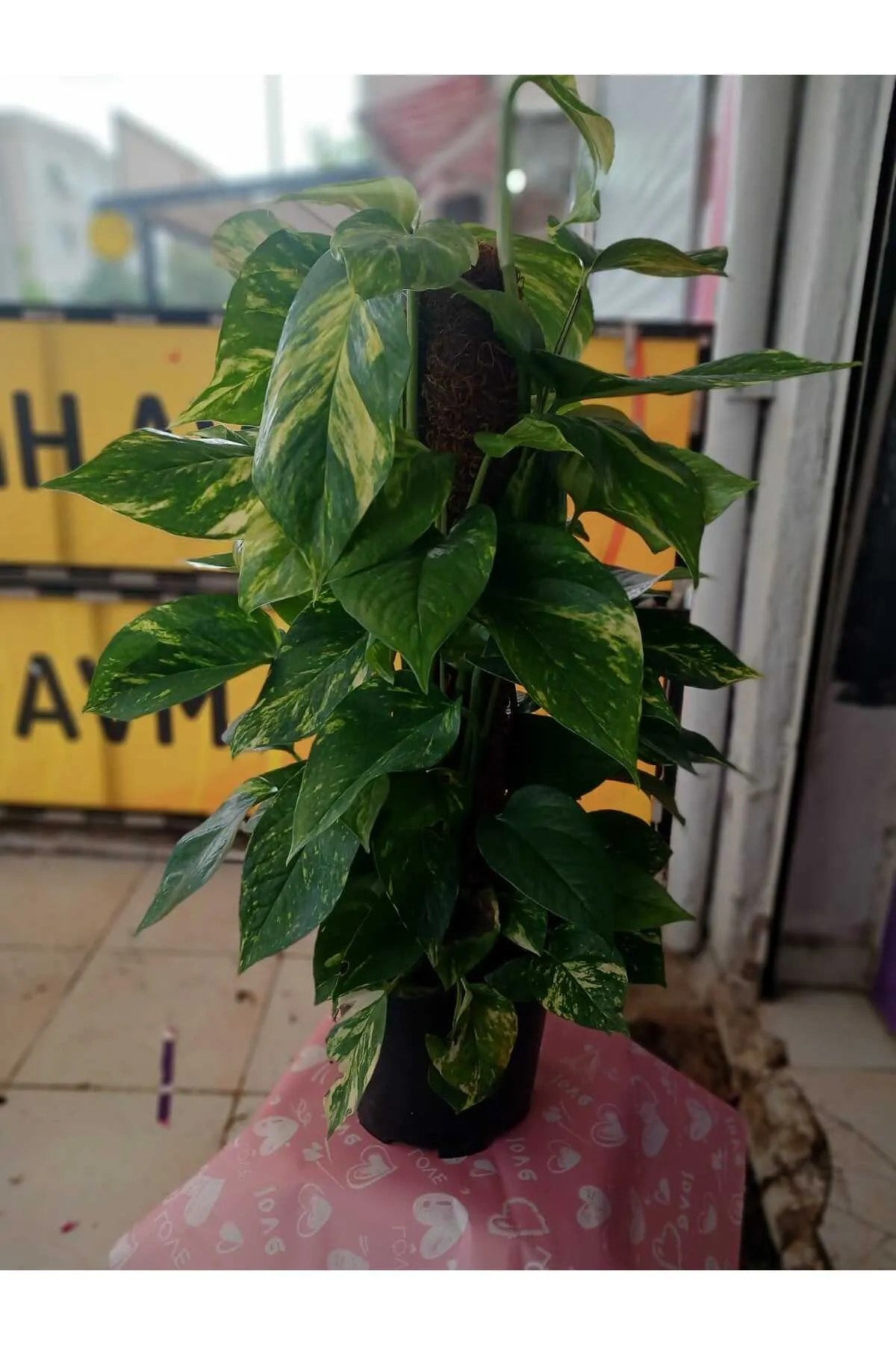 Epipremnum Aureum Pothos Sarmaşığı – 50-60 cm | Salon Bitkisi