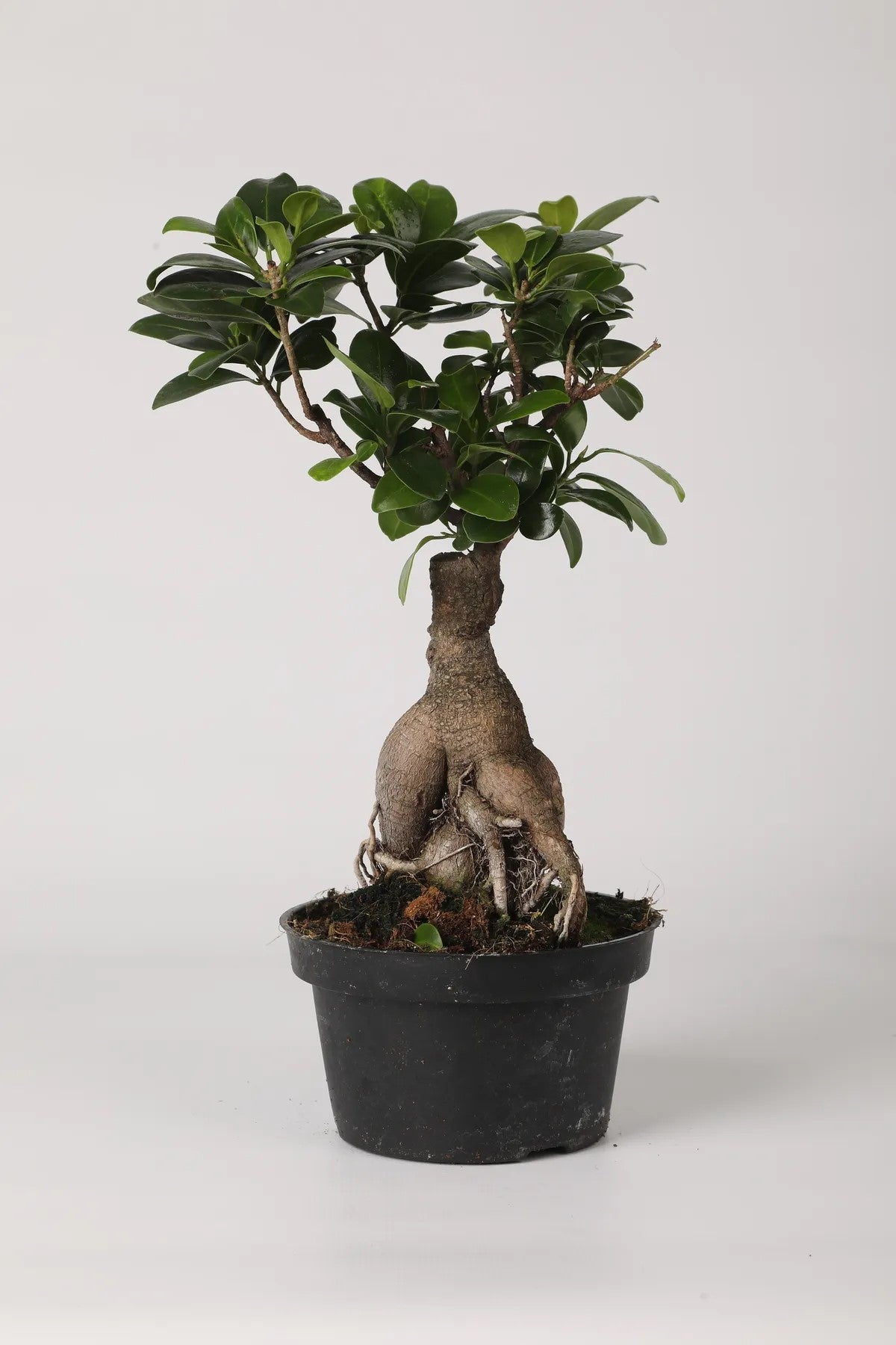 Ficus Ginseng Bonsai – Büyük Boy, Iç Mekan Dekoratif Bitki