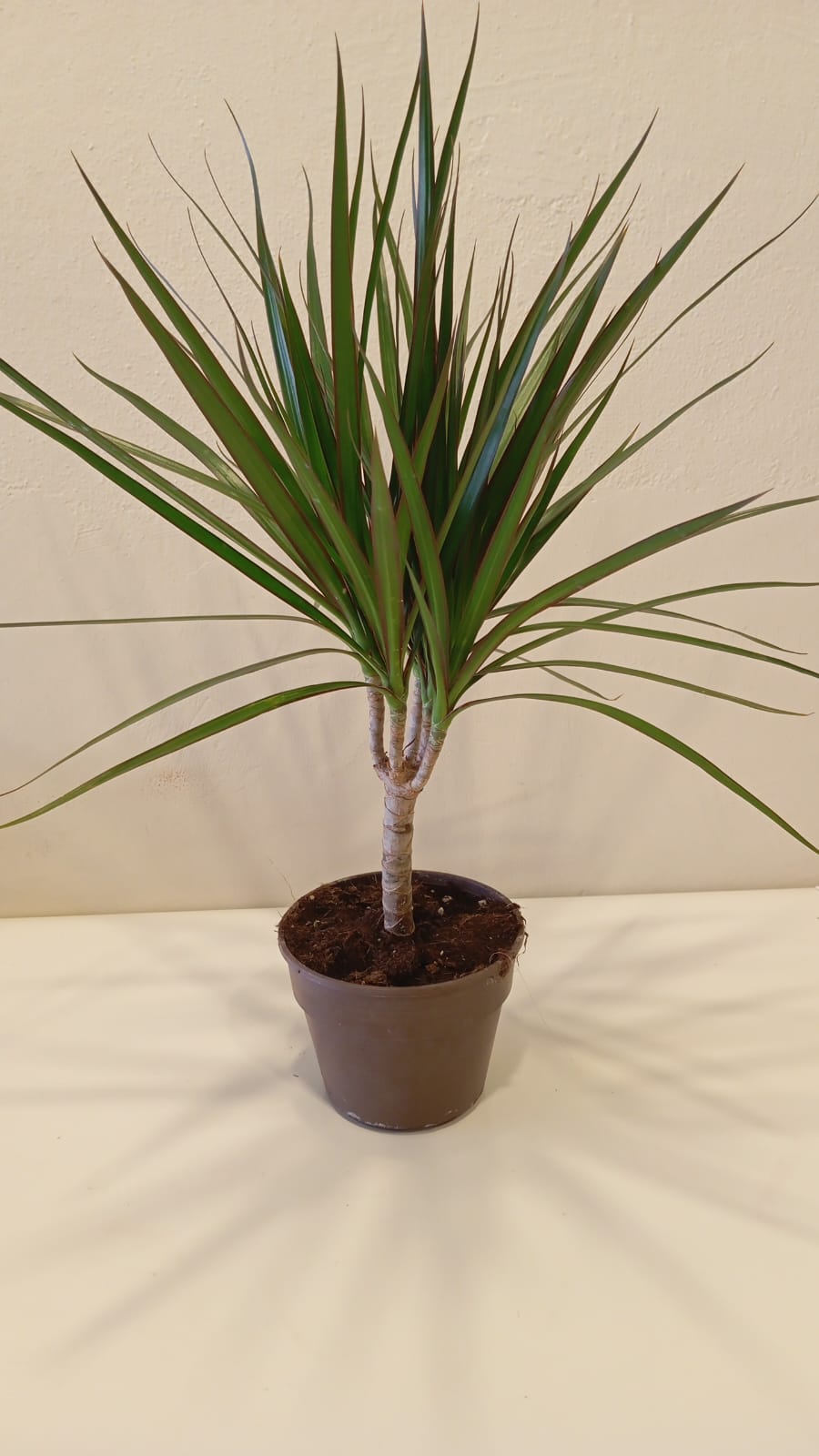 Feng Shui Mini Areka Palmiyesi 20-30 cm – Negatif Enerjiyi Uzaklaştıran Tropikal Hava