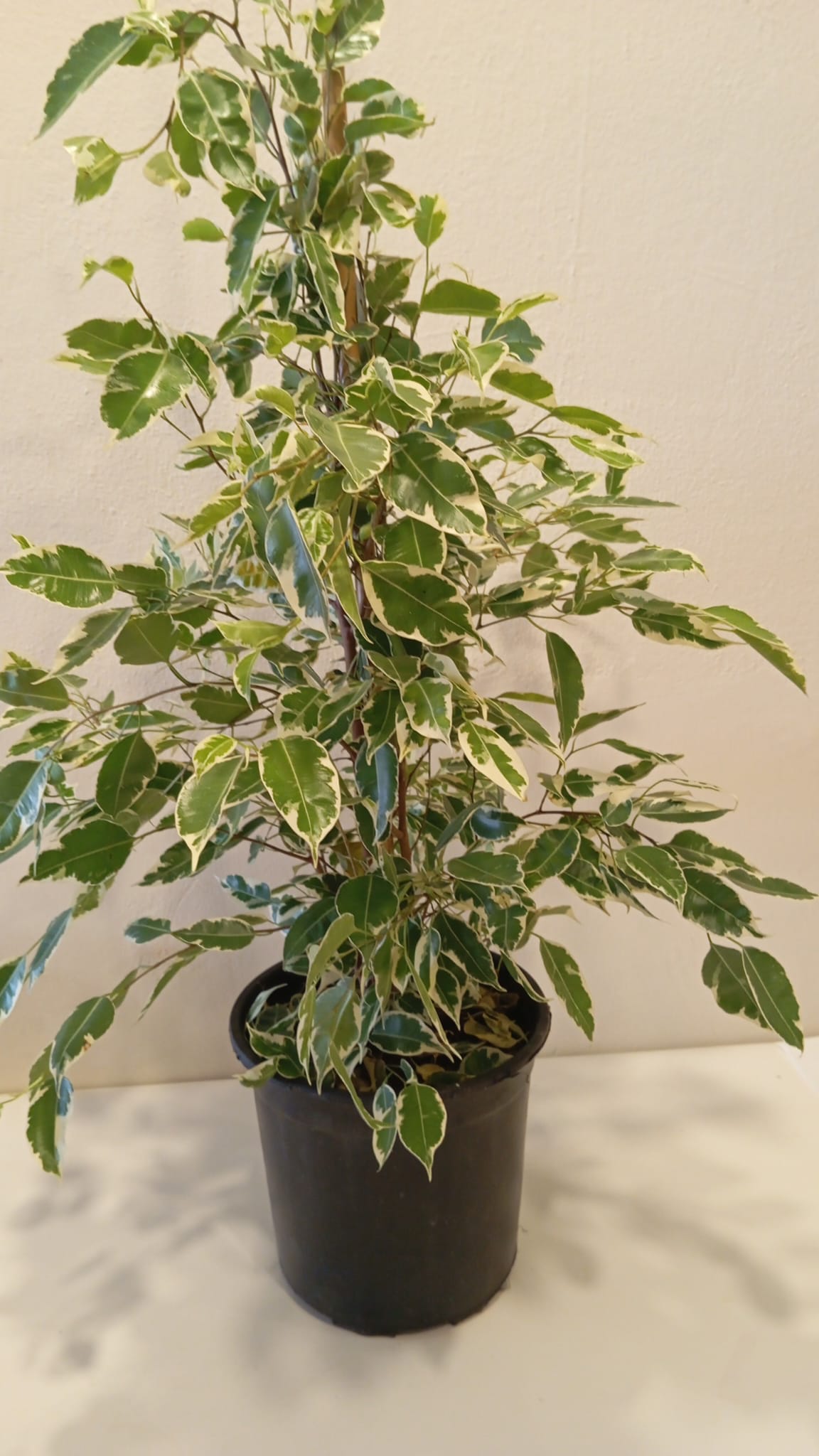 Ficus Benjamina Benjamin Bitkisi – 80 cm | Şık Salon & Ofis Hava Temizleyici
