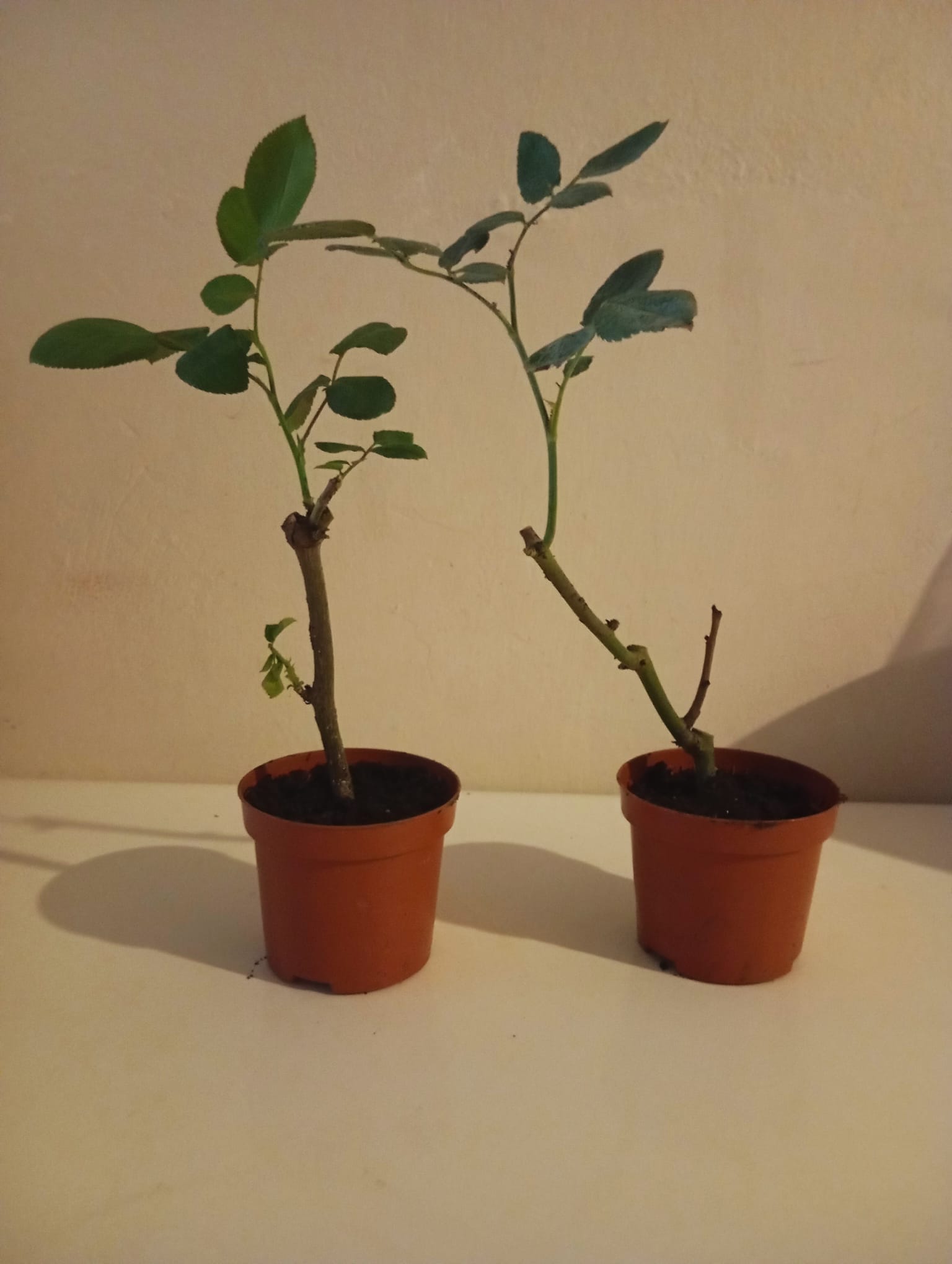 İkili Aşılı Sürpriz Renk Gül Fidesi 10-20 cm – Bahçe ve Balkon İçin Saksıda Canlı Gül