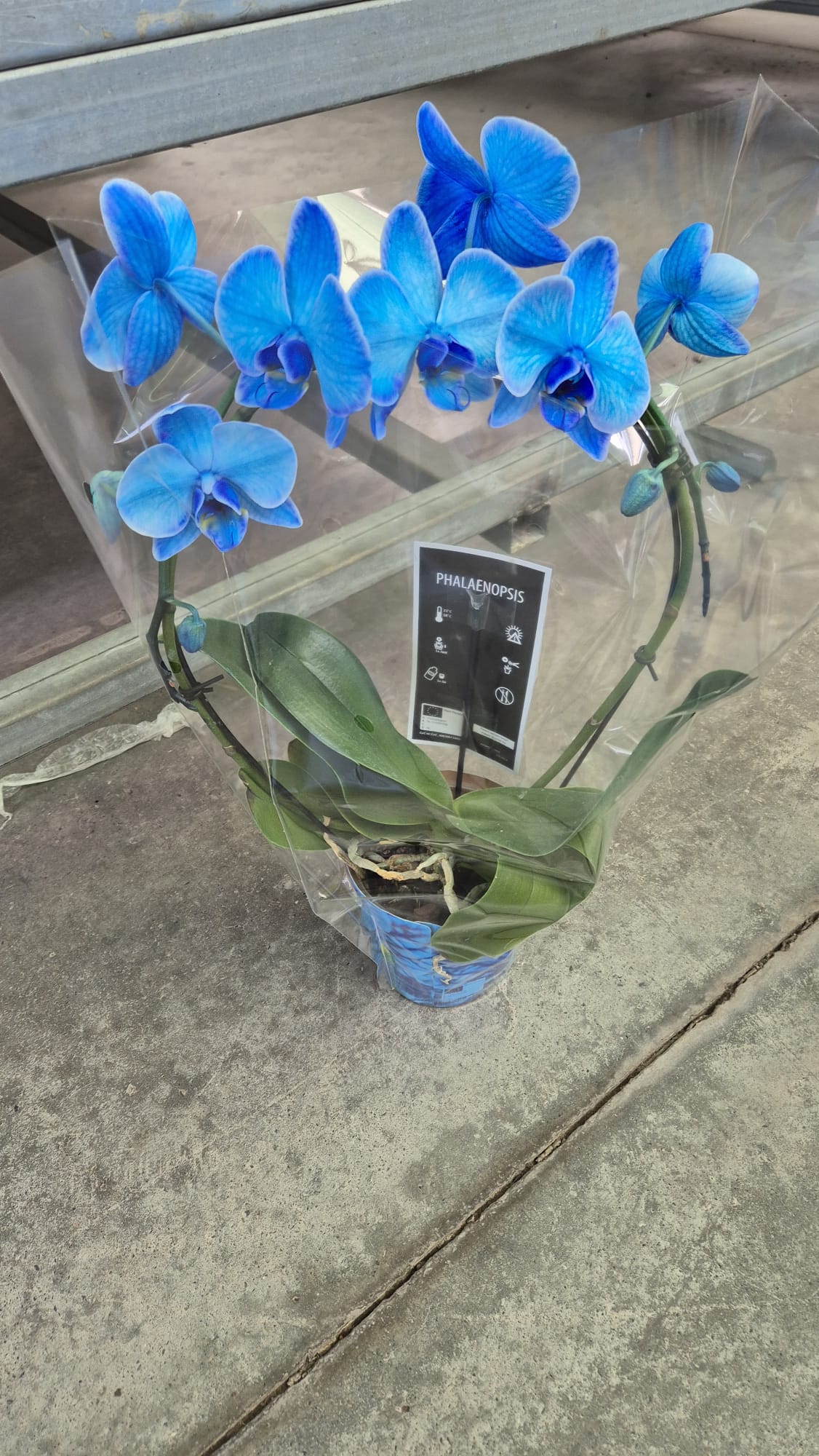 Açık Safir Mavisi Özel Seri Mavi Phalaenopsis Orkide – Şık Dekoratif Ev Bitkisi
