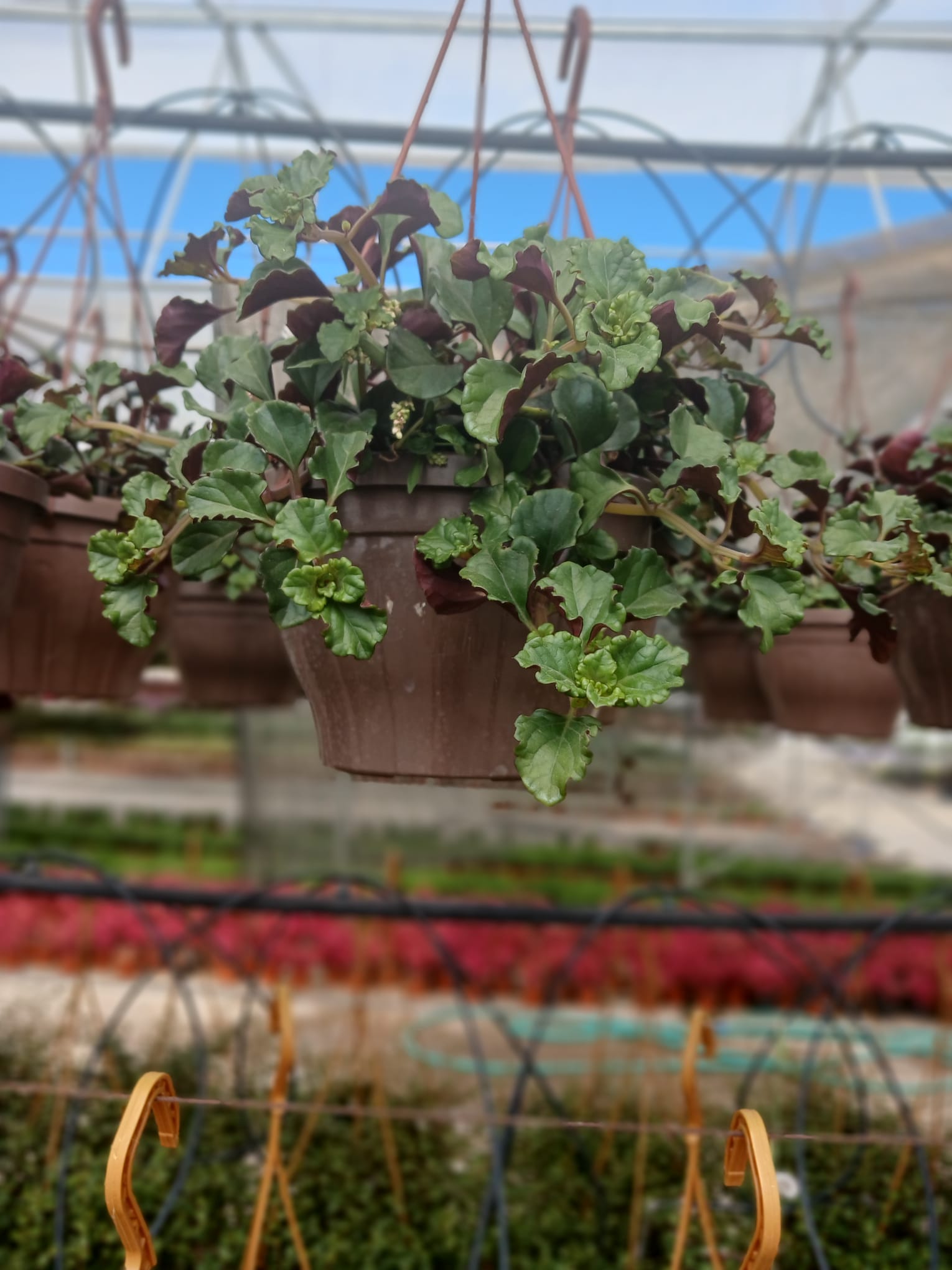 Askılı Saksıda Duvar ve Tavan İçin Golden Pothos Parlak Mustafa – Hava Temizleyici Sarmaşık