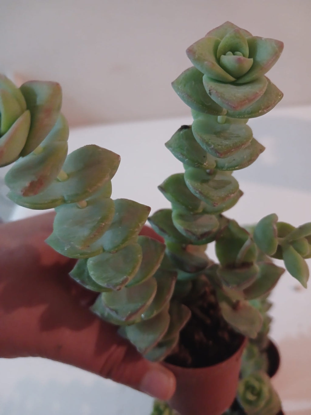 Ev & Ofis İçin Crassula perforata 2’li Düğmeli Sukulent Seti  Modern Saksı