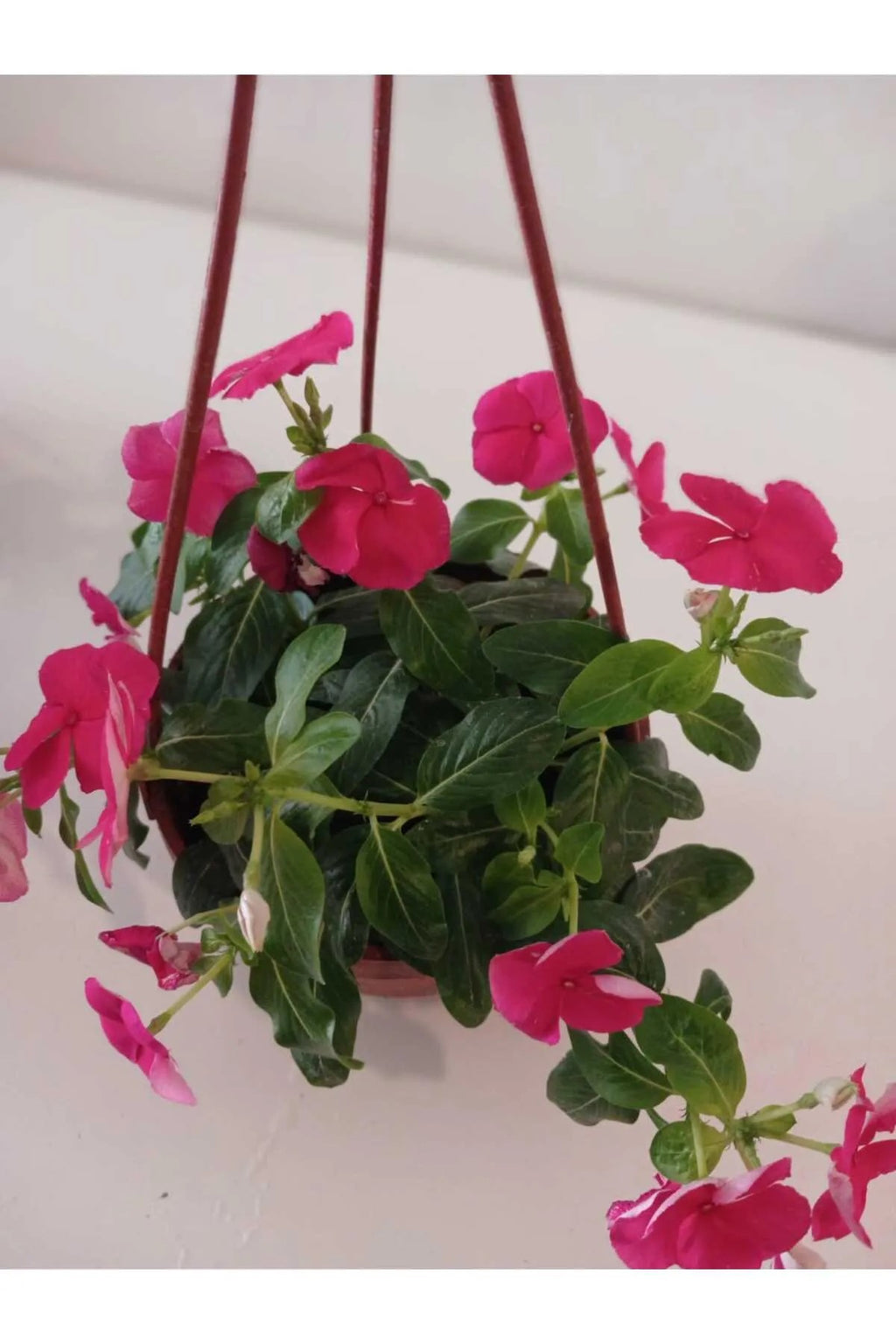 Saksıda Kırmızı Pervane Çiçeği – Catharanthus Roseus | 4 Mevsim Kalıcı