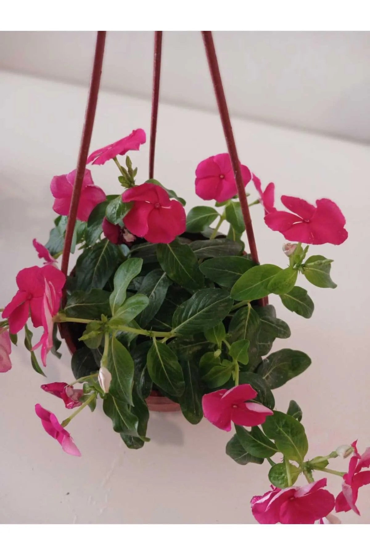 Saksıda Kırmızı Pervane Çiçeği – Catharanthus Roseus | 4 Mevsim Kalıcı