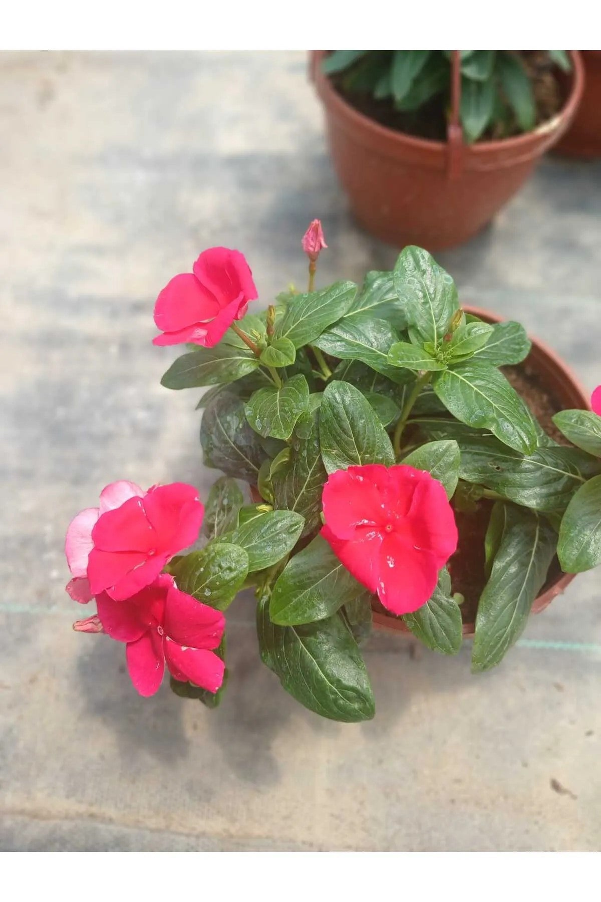 Saksıda Kırmızı Pervane Çiçeği – Catharanthus Roseus | 4 Mevsim Kalıcı