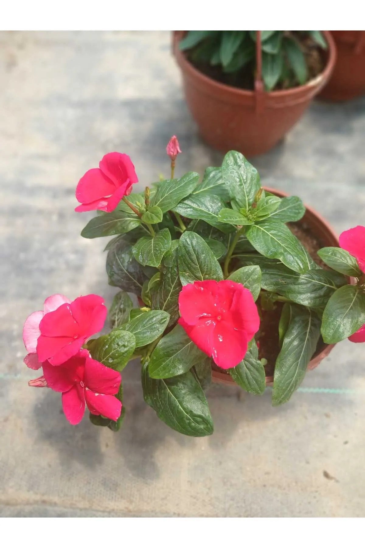 Saksıda Kırmızı Pervane Çiçeği – Catharanthus Roseus | 4 Mevsim Kalıcı