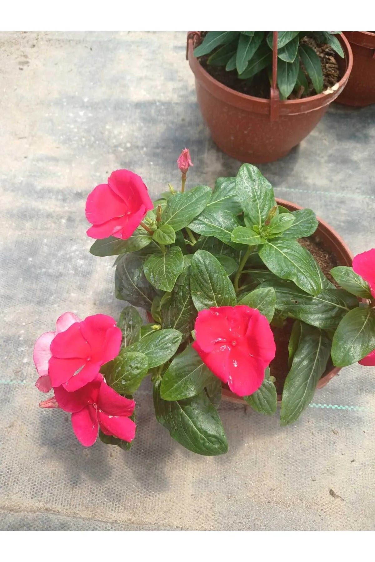 Saksıda Kırmızı Pervane Çiçeği – Catharanthus Roseus | 4 Mevsim Kalıcı