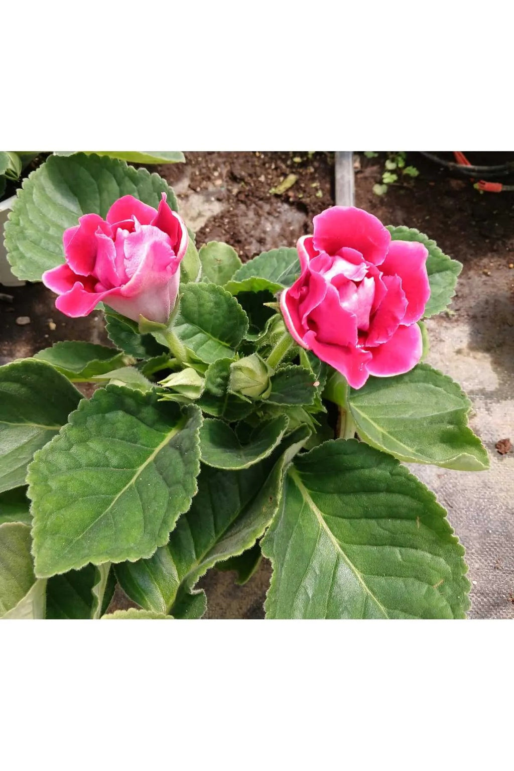 Kırmızı Bardak Menekşesi Saksıda – Gloxinia | Zarif ve Canlı Çiçek