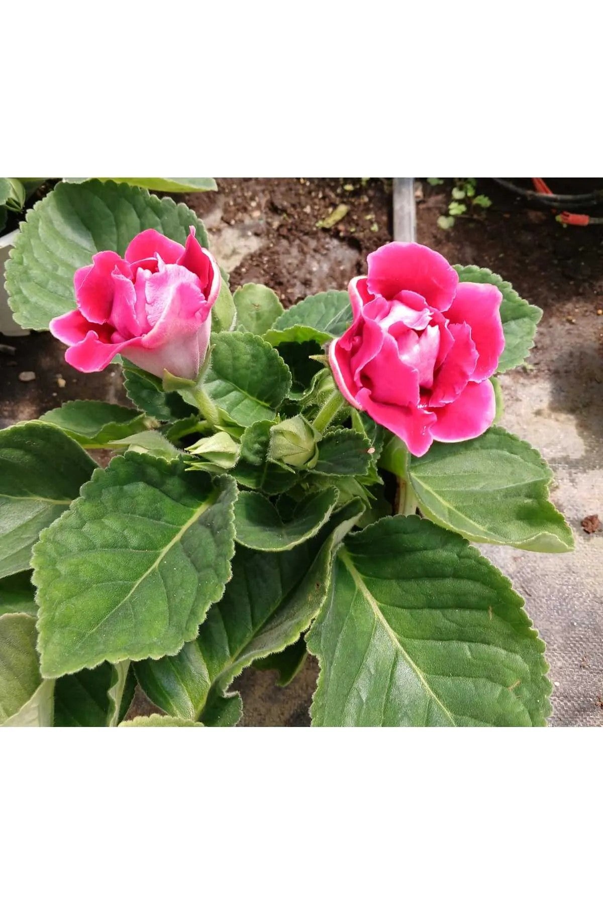 Kırmızı Bardak Menekşesi Saksıda – Gloxinia | Zarif ve Canlı Çiçek