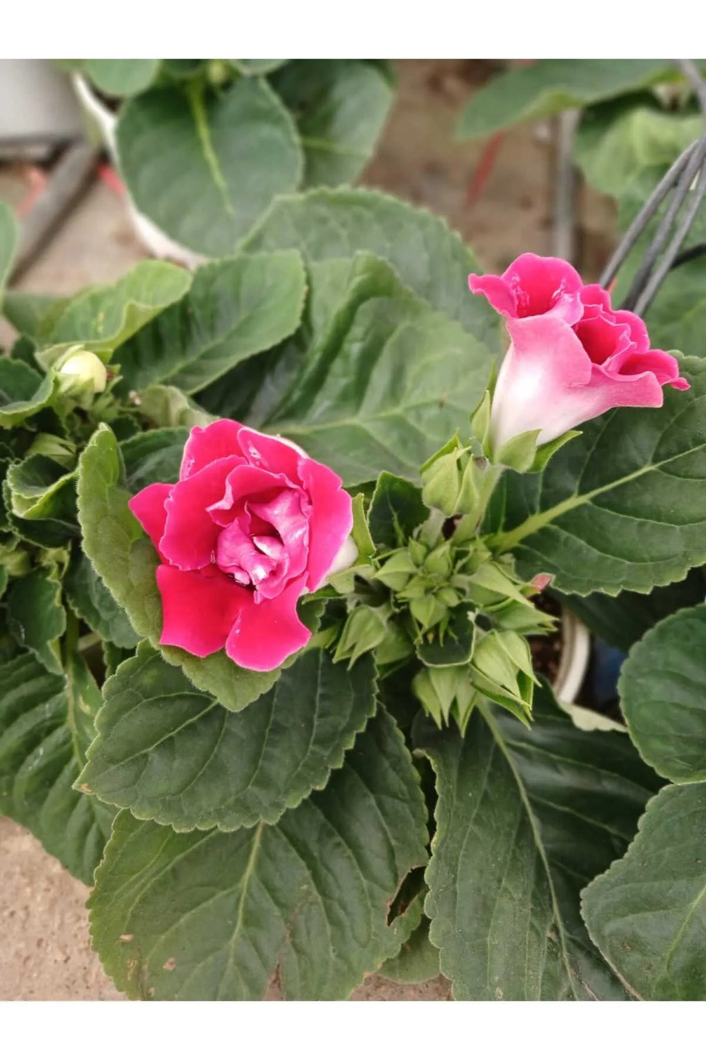 Kırmızı Bardak Menekşesi Saksıda – Gloxinia | Zarif ve Canlı Çiçek