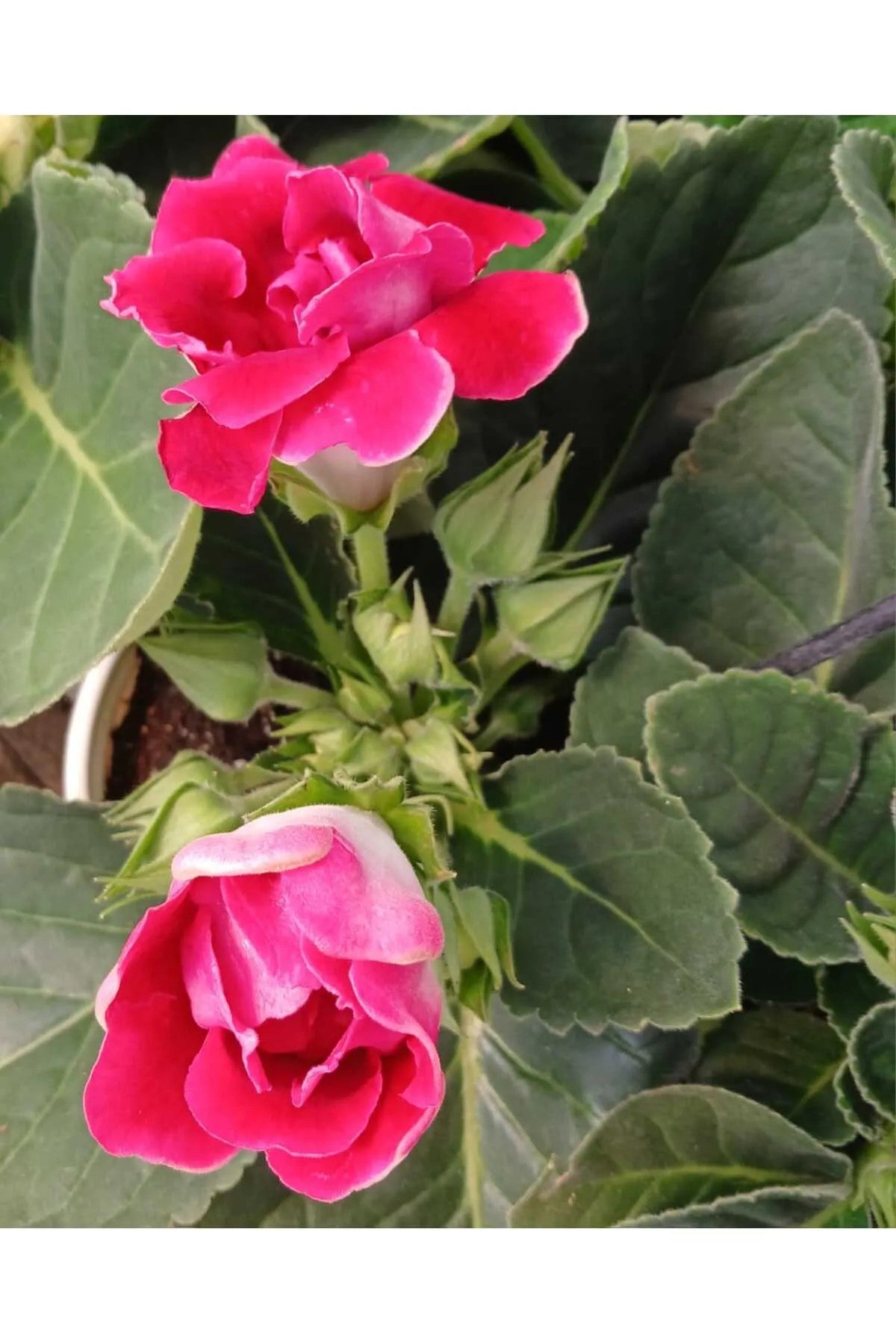 Kırmızı Bardak Menekşesi Saksıda – Gloxinia | Zarif ve Canlı Çiçek