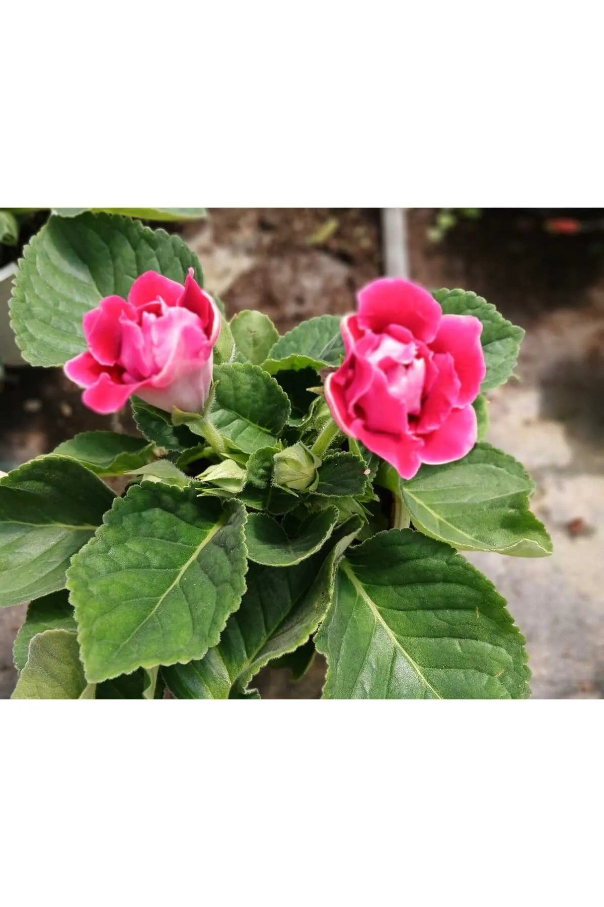 Kırmızı Bardak Menekşesi Saksıda – Gloxinia | Zarif ve Canlı Çiçek