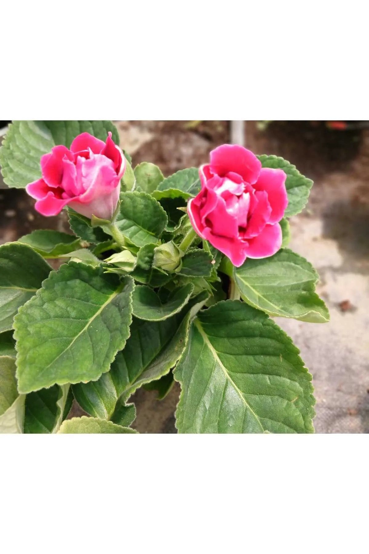 Kırmızı Bardak Menekşesi Saksıda – Gloxinia | Zarif ve Canlı Çiçek
