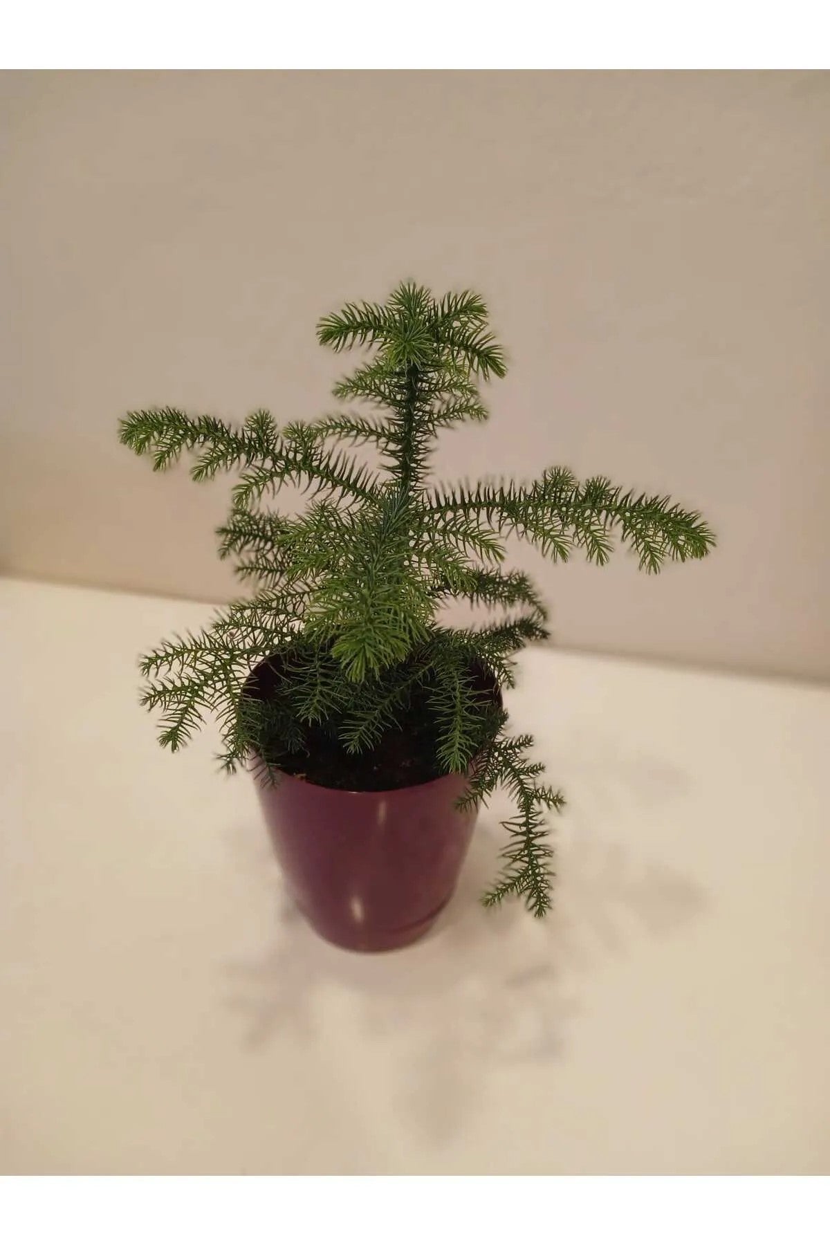 Araucaria Heterophylla Saksıda – 20-30 cm Kalıcı Mini Salon Çamı