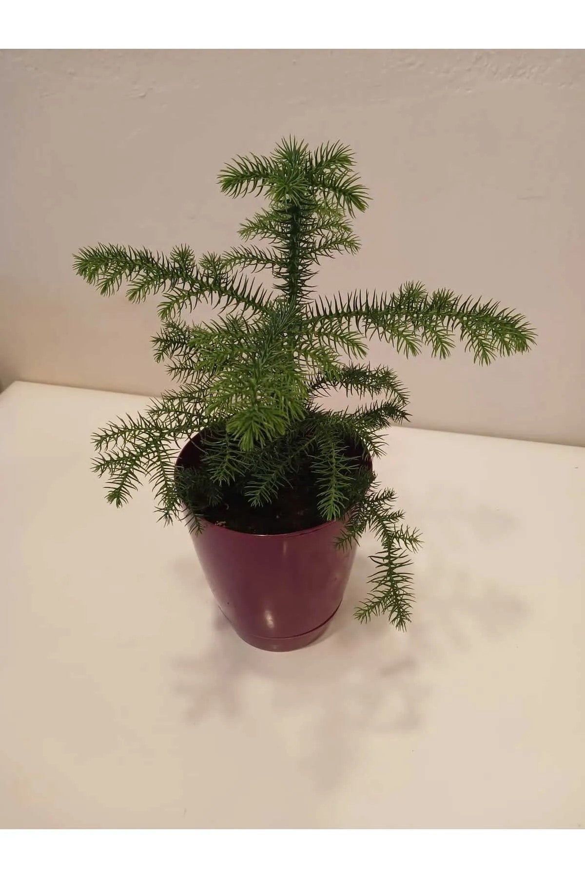 Araucaria Heterophylla Saksıda – 20-30 cm Kalıcı Mini Salon Çamı