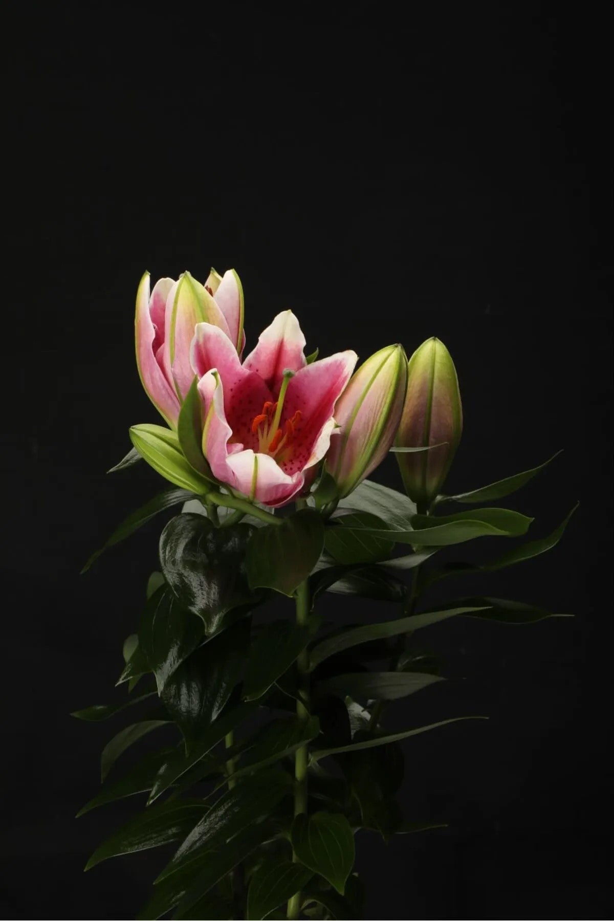 İthal Pembe Lilyum Çiçeği – Saksıda | Şık ve Modern İç Mekan Çiçeği