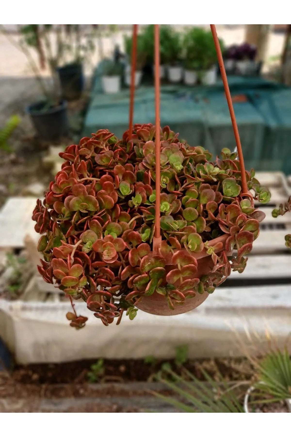 Calico Kitten Sukulent – Sarkık Saksı Crassula Pellucida ‘Variegata’, Krem-Pembe Kalp Yaprak