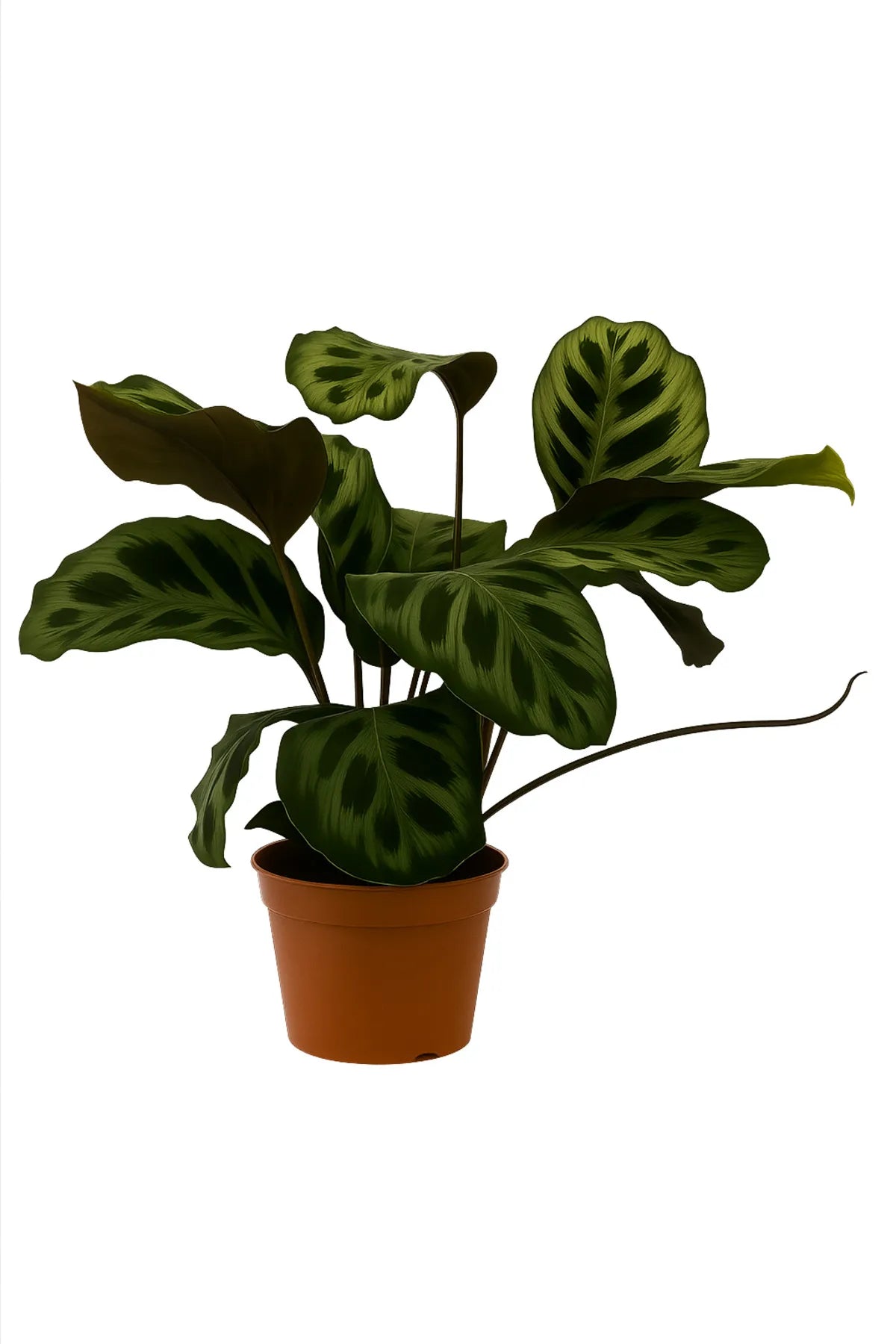 Canlı Calathea Makoyana (Peacock Plant) 50–60 cm – Geniş Desenli Yapraklı Salon Bitkisi, Dua Çiçeği