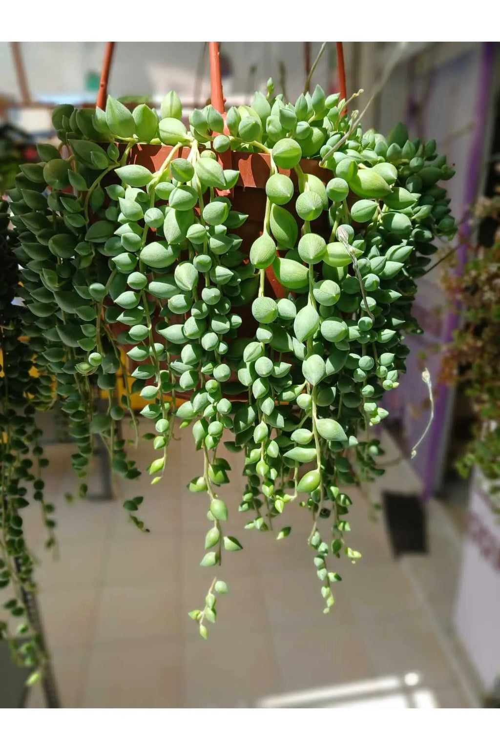 Tesbih Çiçeği – 40-50 cm Boncuk Sukulent Saksıda | Dekoratif İç Mekan Bitkisi