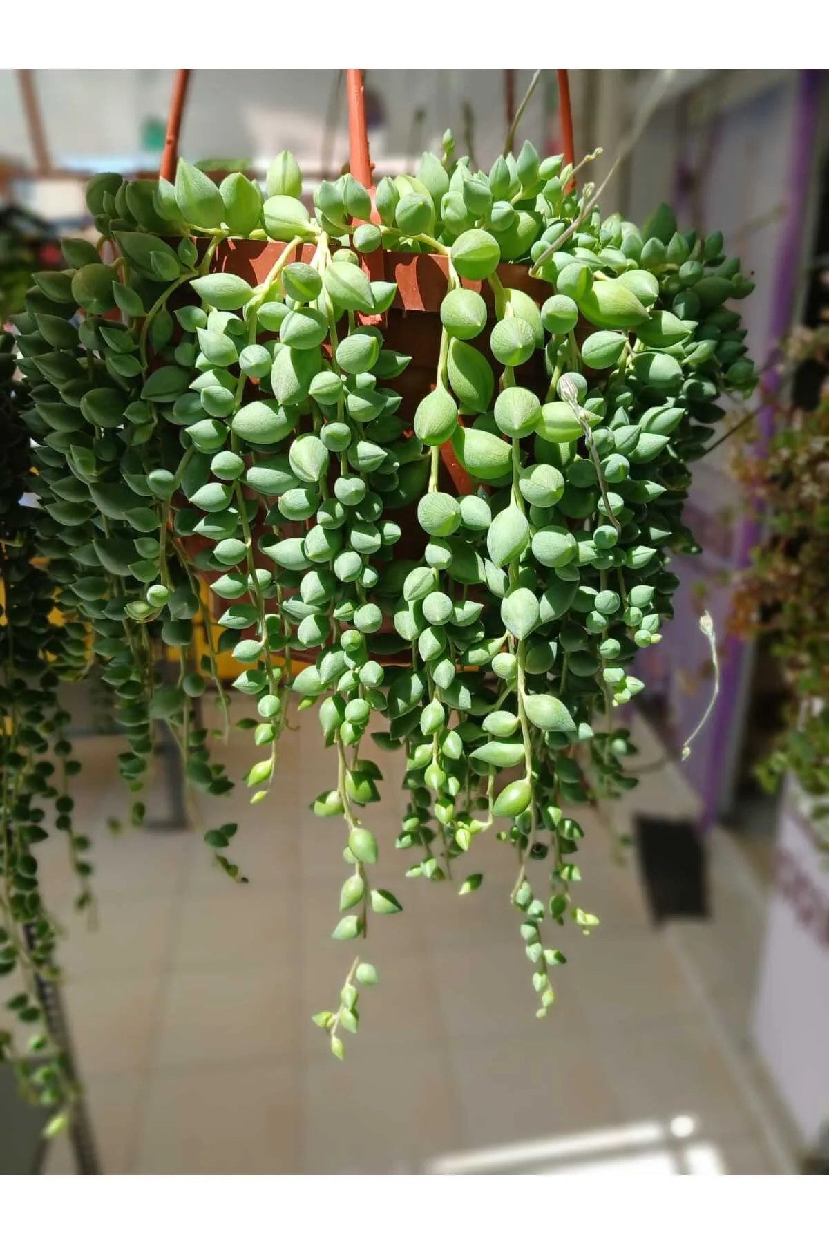 Tesbih Çiçeği – 40-50 cm Boncuk Sukulent Saksıda | Dekoratif İç Mekan Bitkisi