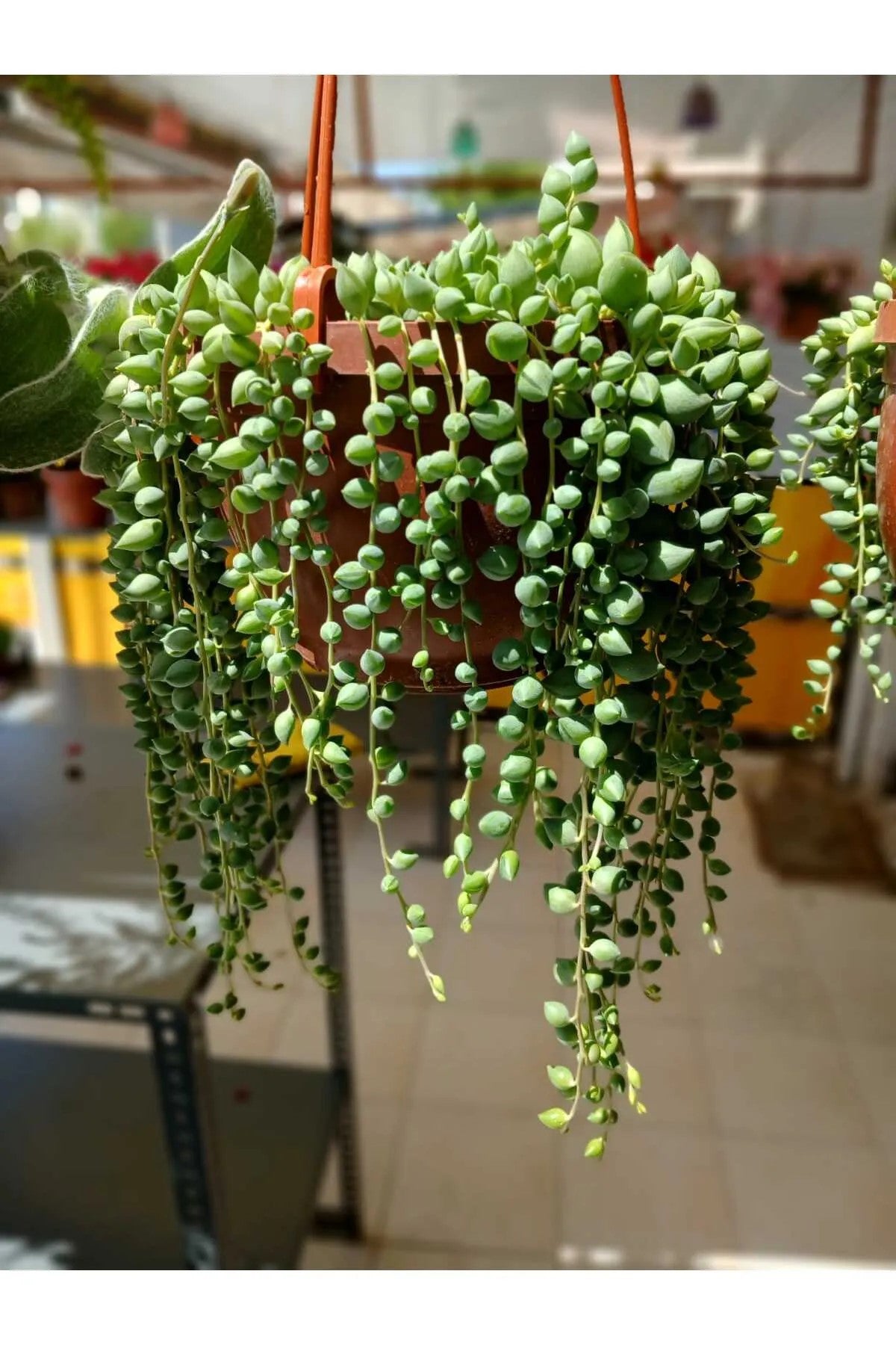 Tesbih Çiçeği – 40-50 cm Boncuk Sukulent Saksıda | Dekoratif İç Mekan Bitkisi