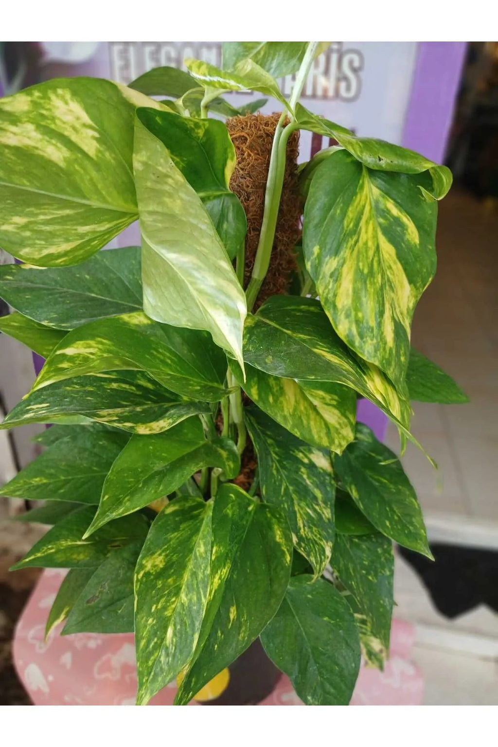 Epipremnum Aureum Pothos Sarmaşığı – 50-60 cm | Salon Bitkisi