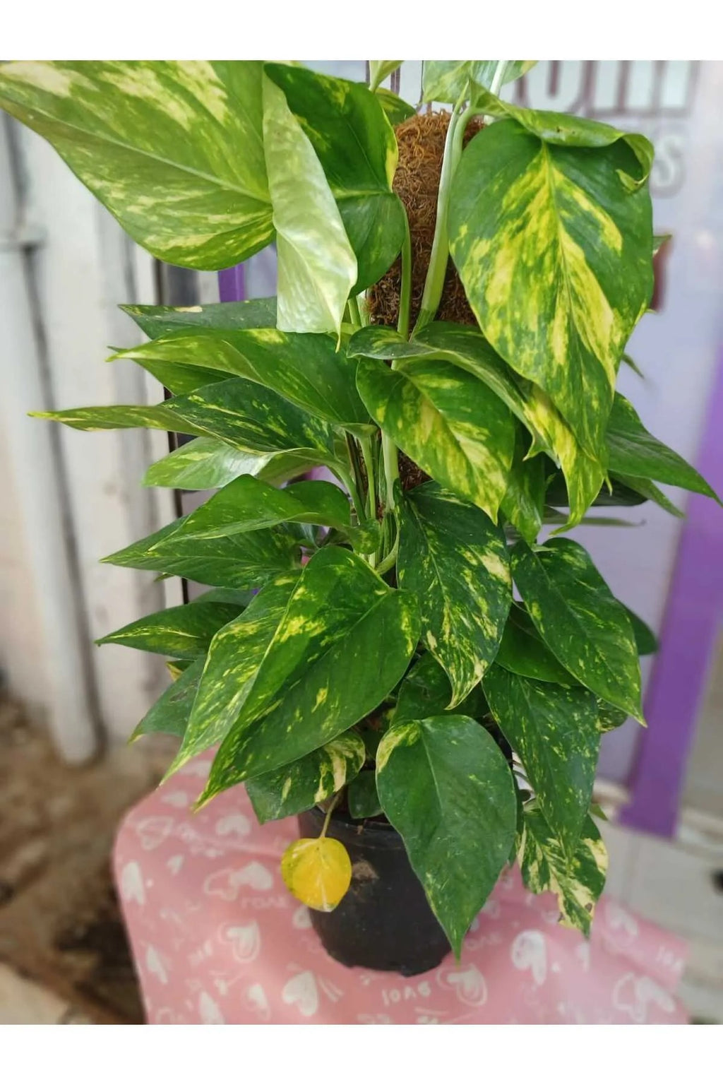 Epipremnum Aureum Pothos Sarmaşığı – 50-60 cm | Salon Bitkisi