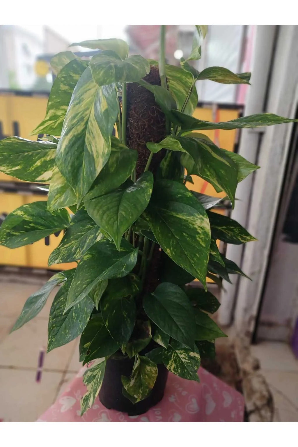 Epipremnum Aureum Pothos Sarmaşığı – 50-60 cm | Salon Bitkisi
