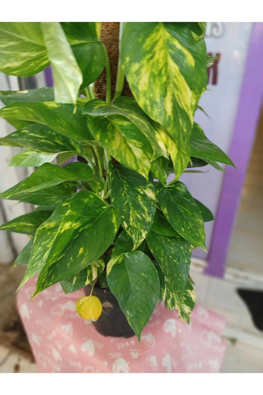 Epipremnum Aureum Pothos Sarmaşığı – 50-60 cm | Salon Bitkisi
