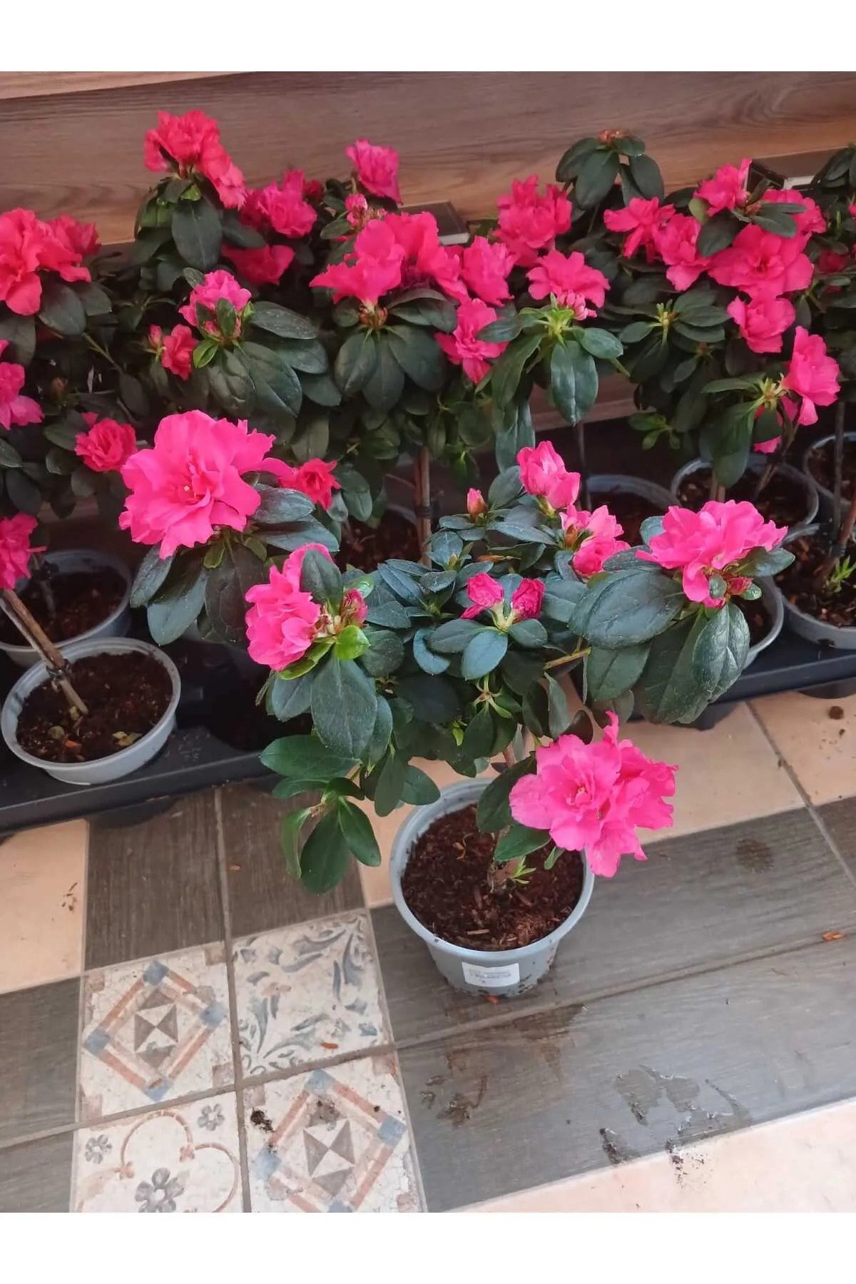 Açelya Çiçeği – Azalea Parlak Pembe | Zarif Dekorasyon Çiçeği