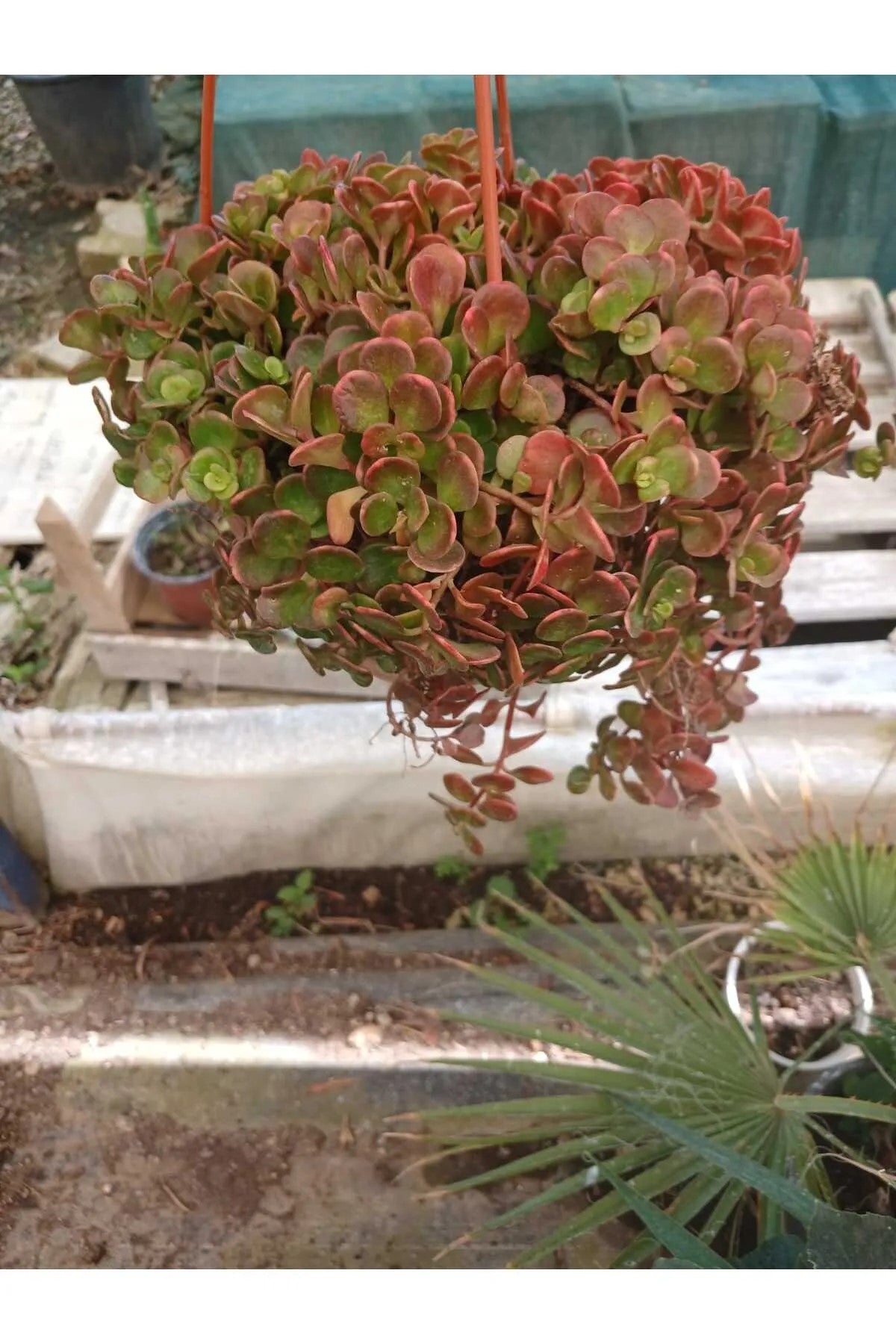 Calico Kitten Sukulent – Sarkık Saksı Crassula Pellucida ‘Variegata’, Krem-Pembe Kalp Yaprak