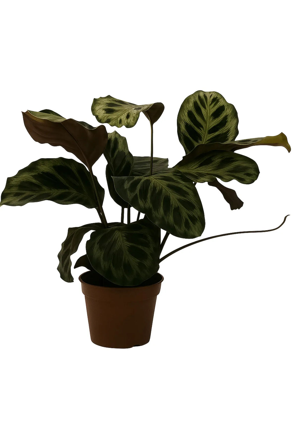 Canlı Calathea Makoyana (Peacock Plant) 50–60 cm – Geniş Desenli Yapraklı Salon Bitkisi, Dua Çiçeği