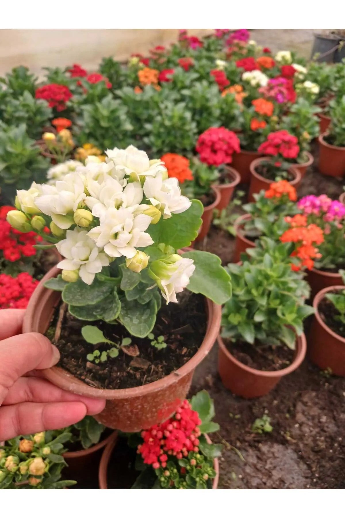 Saksıda Beyaz Kalanchoe – Zarif ve Dayanıklı Çiçek
