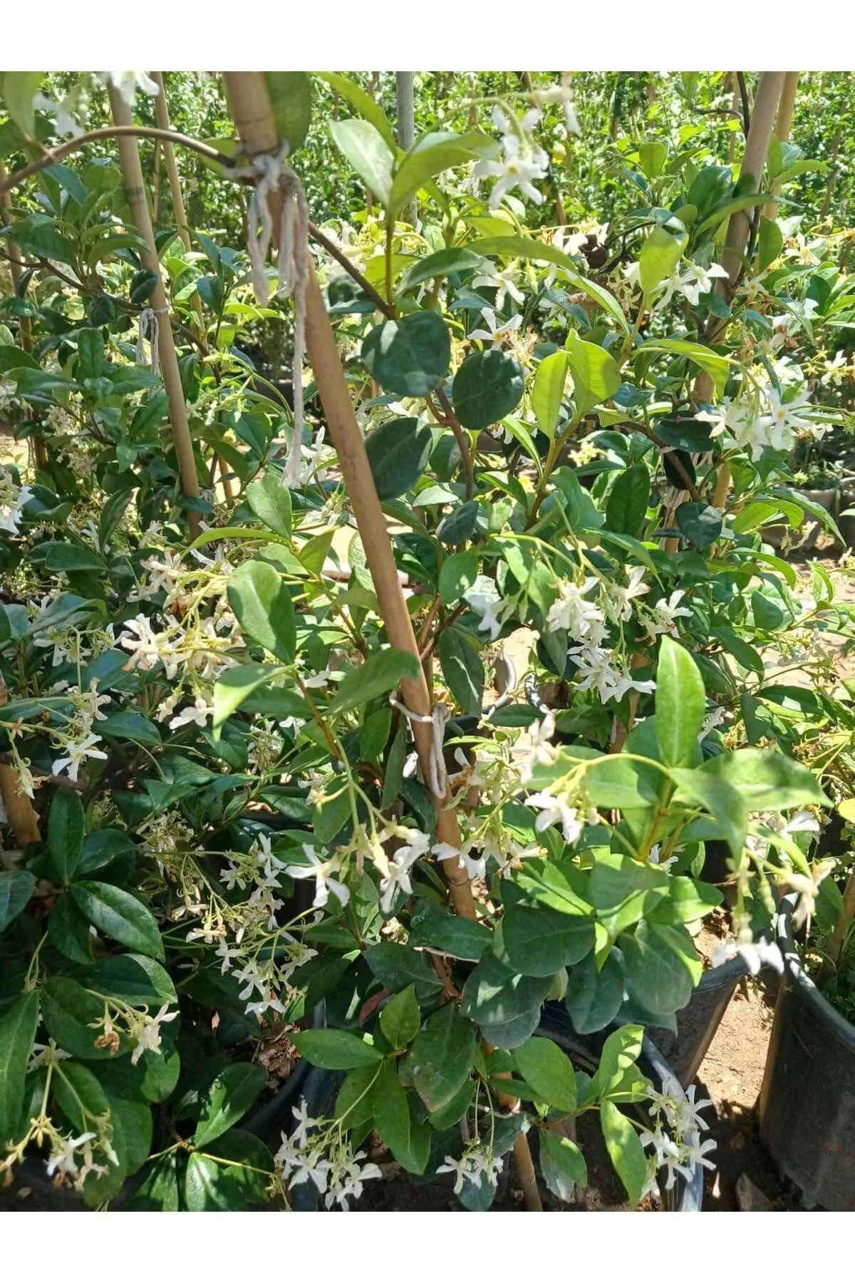 Bol Tomurcuklu 4 Mevsim Kalıcı Mis Kokulu Arap Yasemini Saksıda