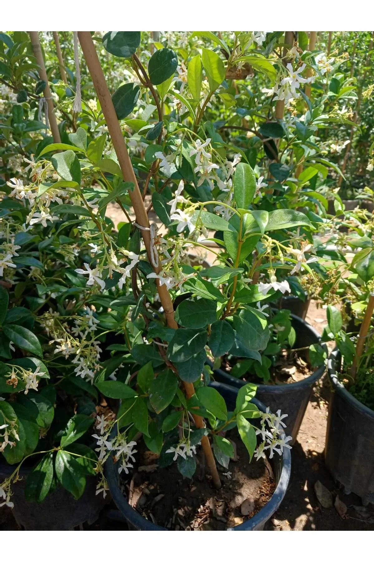 Bol Tomurcuklu 4 Mevsim Kalıcı Mis Kokulu Arap Yasemini Saksıda