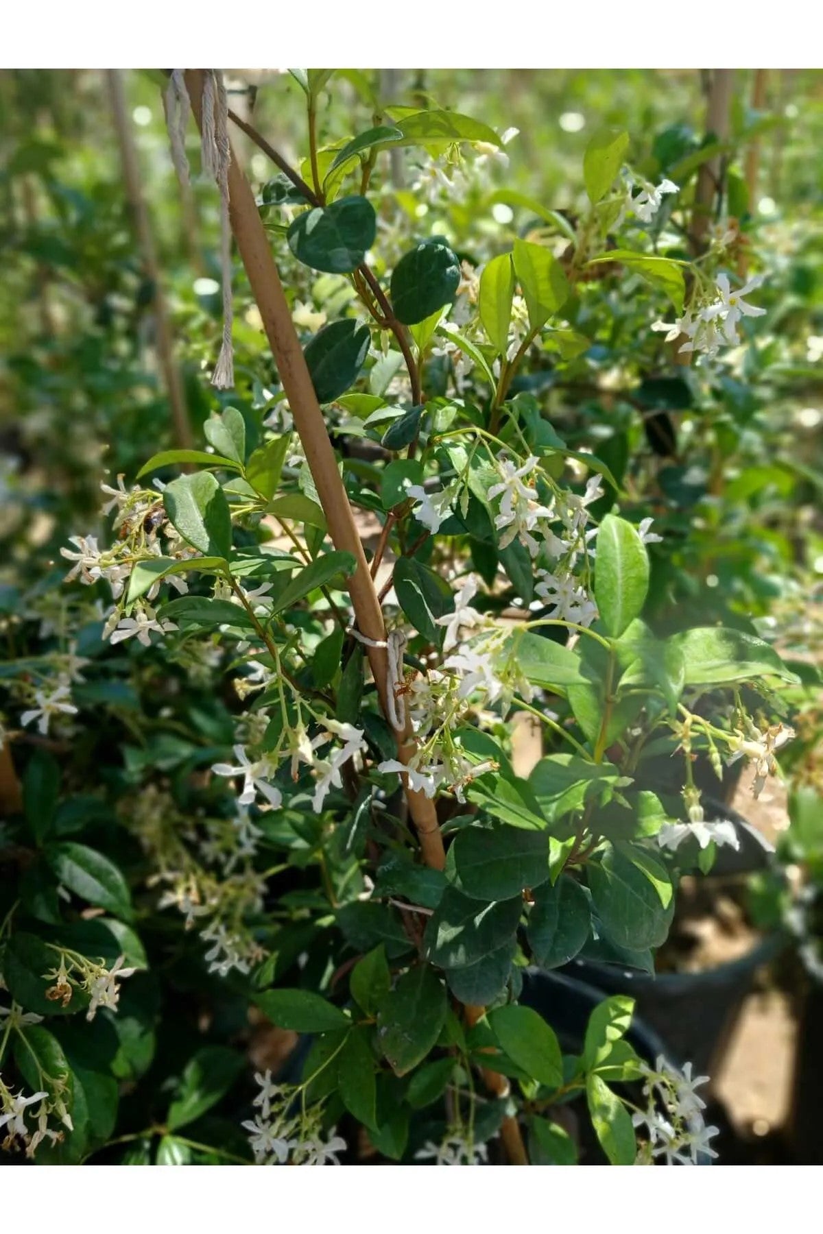 Bol Tomurcuklu 4 Mevsim Kalıcı Mis Kokulu Arap Yasemini Saksıda