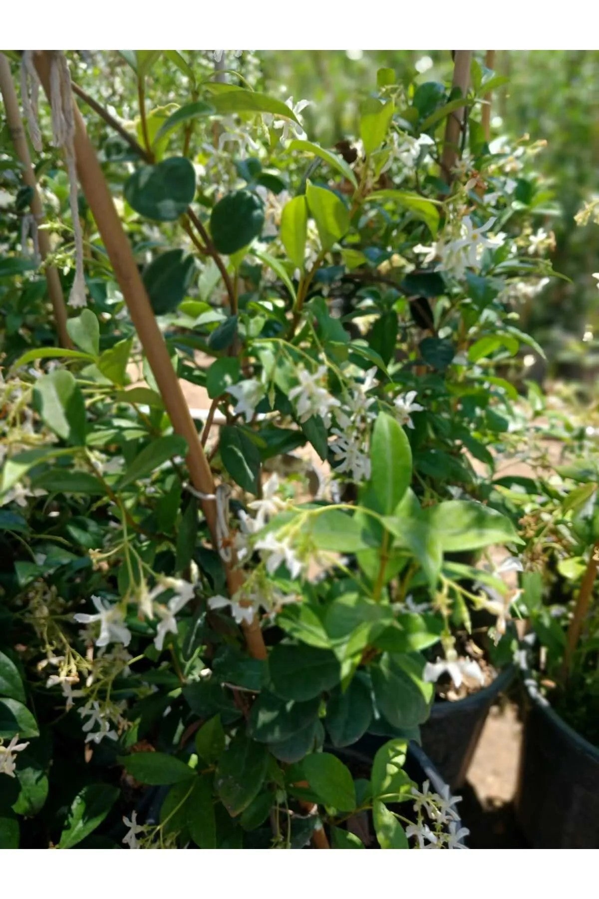 Bol Tomurcuklu 4 Mevsim Kalıcı Mis Kokulu Arap Yasemini Saksıda