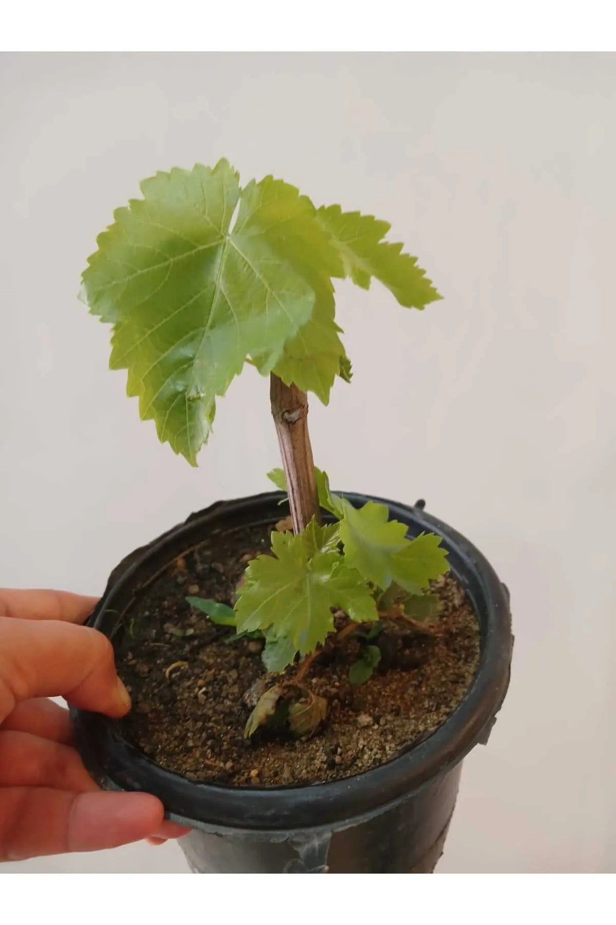 Çekirdeksiz Beyaz Üzüm Fidesi – Yaprakları Sarmalık, 10 cm.