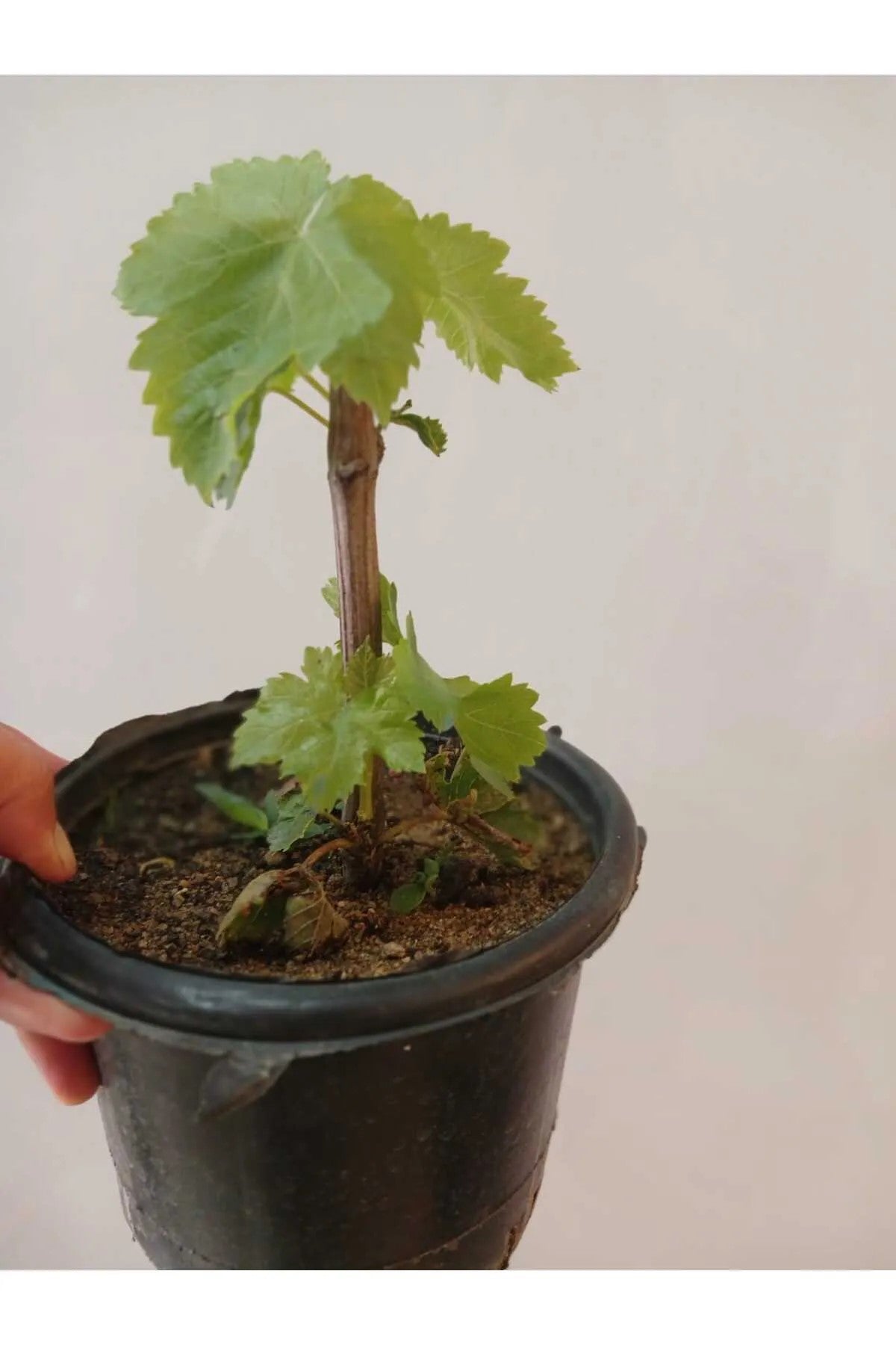 Çekirdeksiz Beyaz Üzüm Fidesi – Yaprakları Sarmalık, 10 cm.