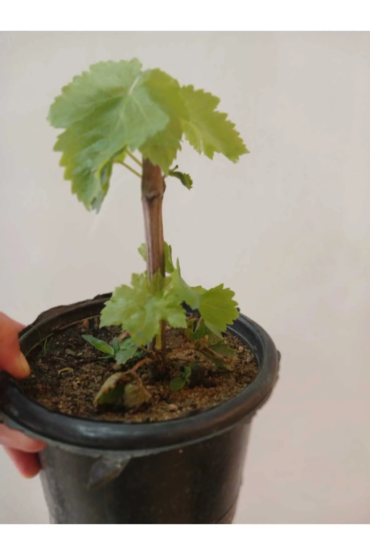Çekirdeksiz Beyaz Üzüm Fidesi – Yaprakları Sarmalık, 10 cm.