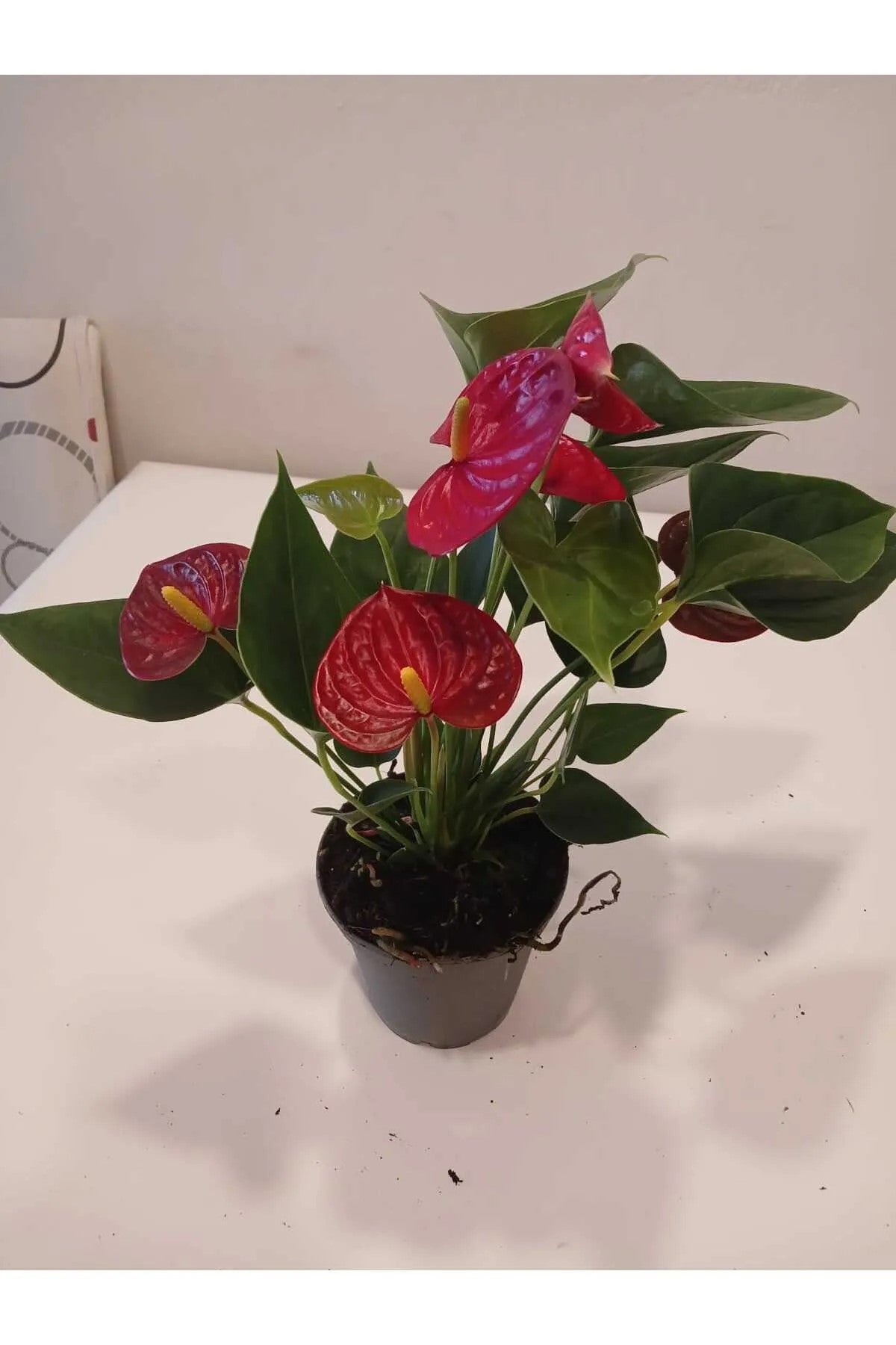 Canlı Kırmızı Mini Antoryum – Flamingo Çiçeği Saksıda