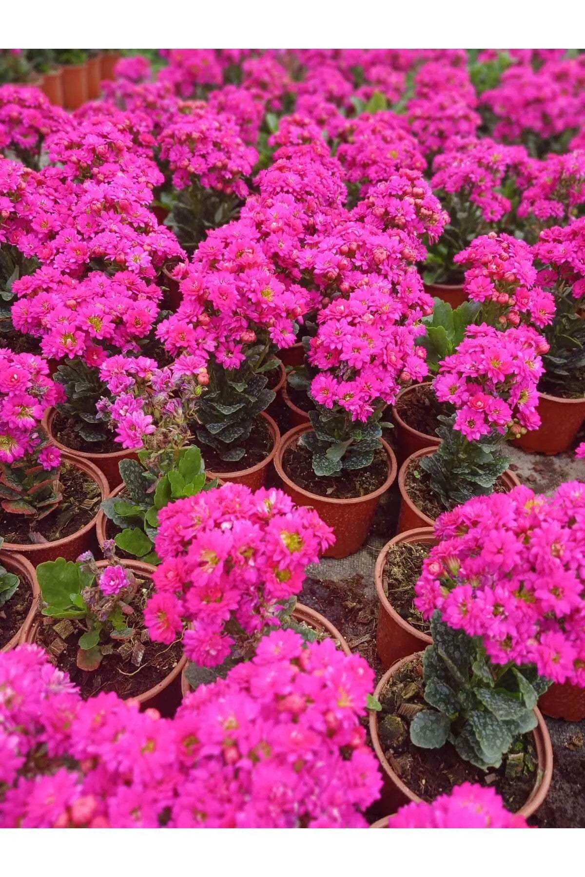 Canlı Pembe Kalanchoe Saksıda – Dekoratif Çiçek
