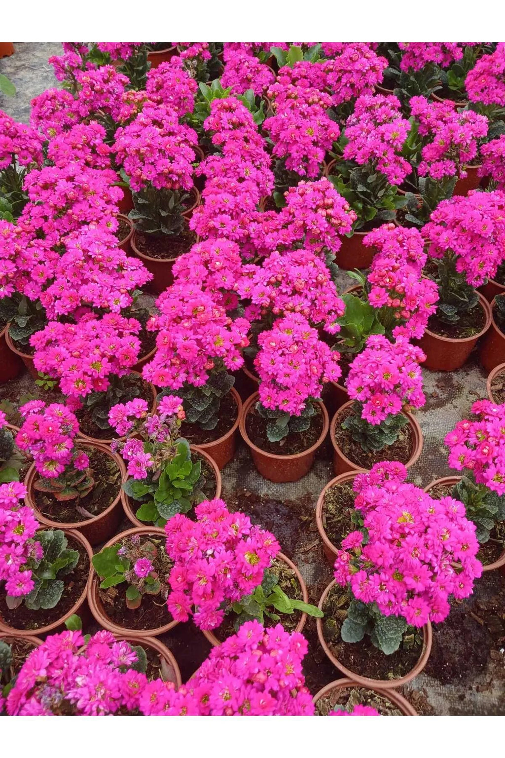 Canlı Pembe Kalanchoe Saksıda – Dekoratif Çiçek