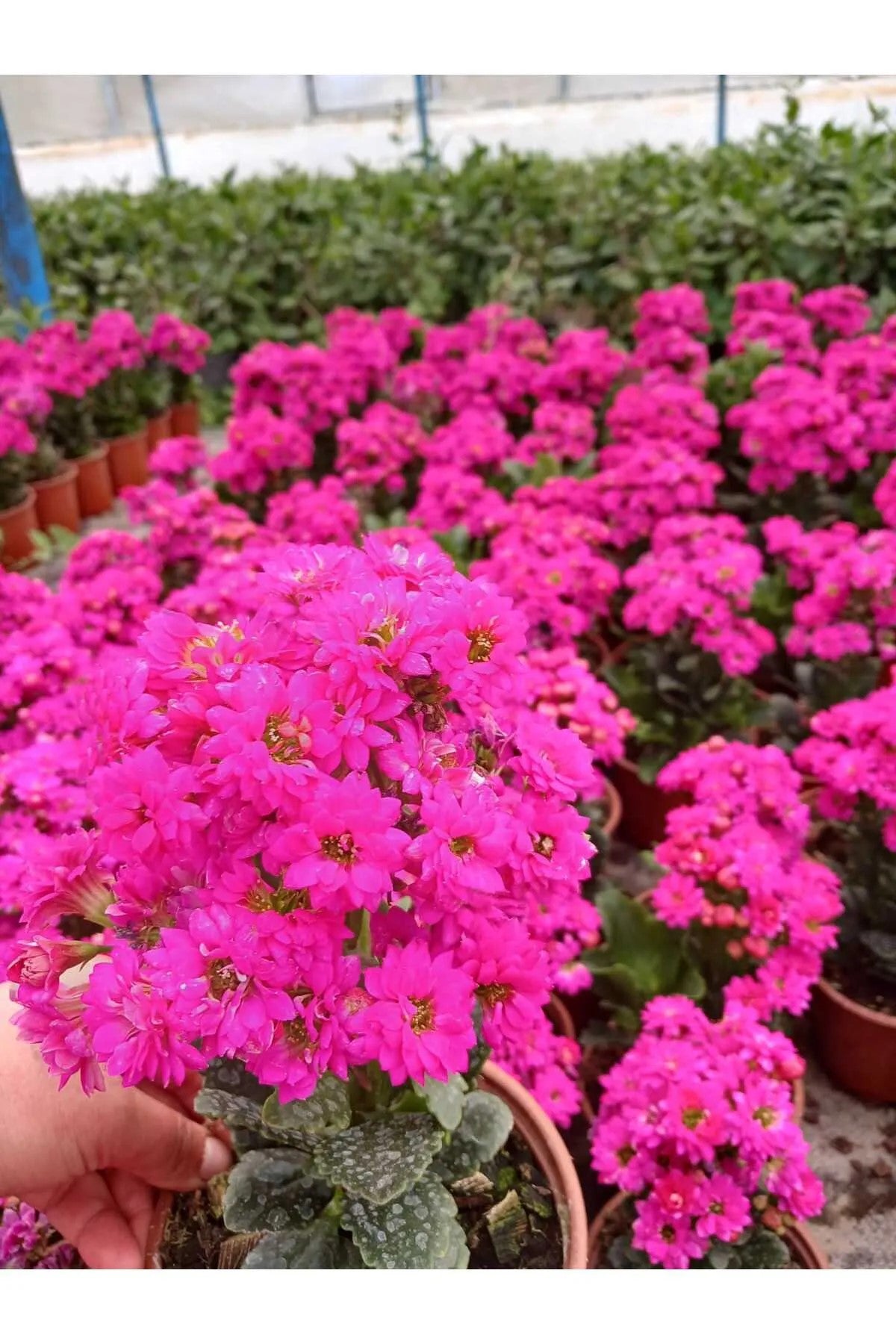 Canlı Pembe Kalanchoe Saksıda – Dekoratif Çiçek