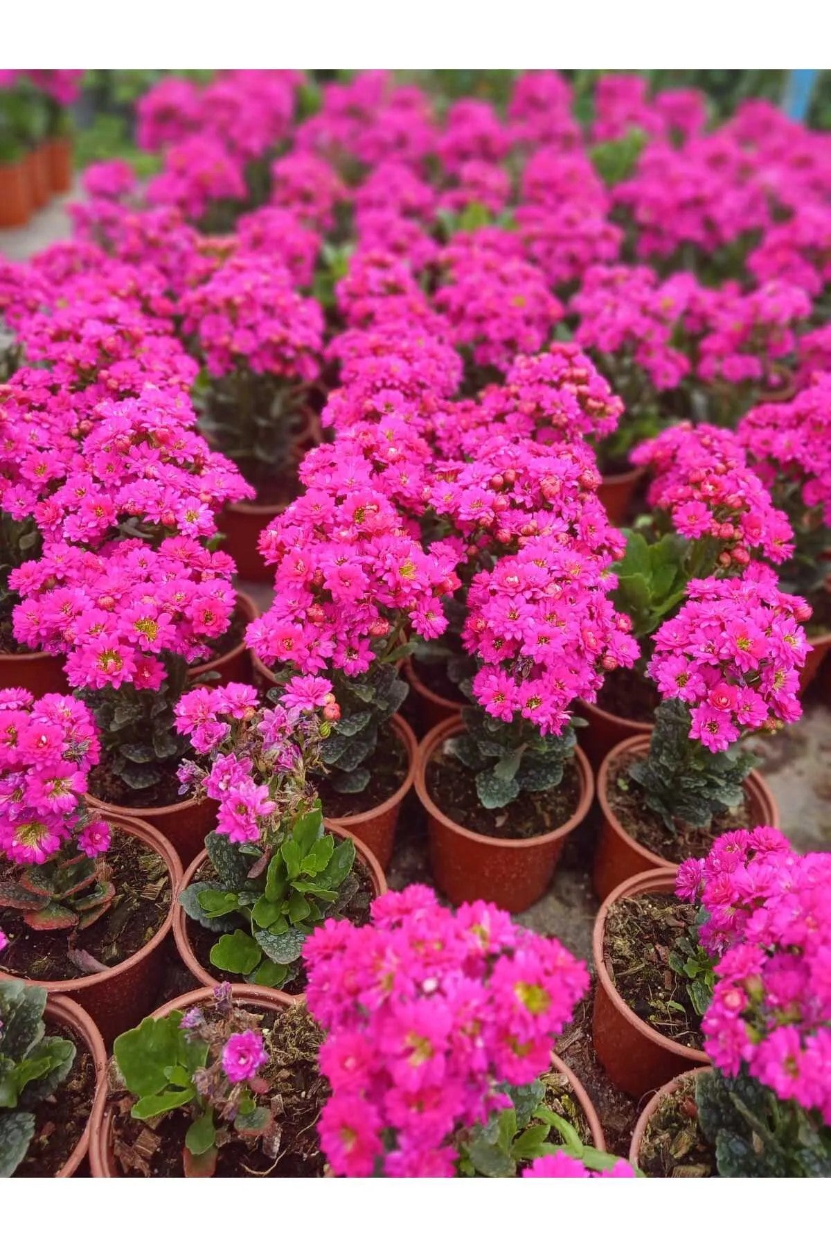 Canlı Pembe Kalanchoe Saksıda – Dekoratif Çiçek