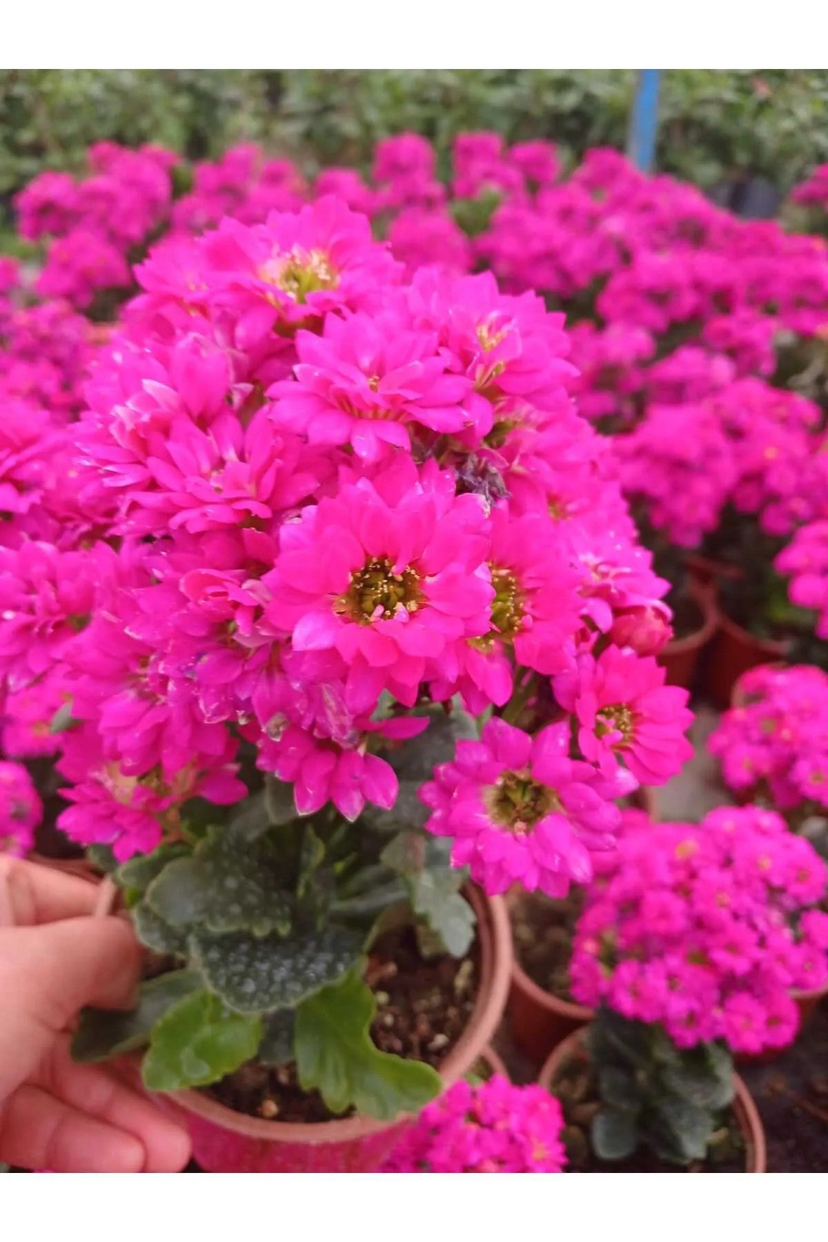 Canlı Pembe Kalanchoe Saksıda – Dekoratif Çiçek