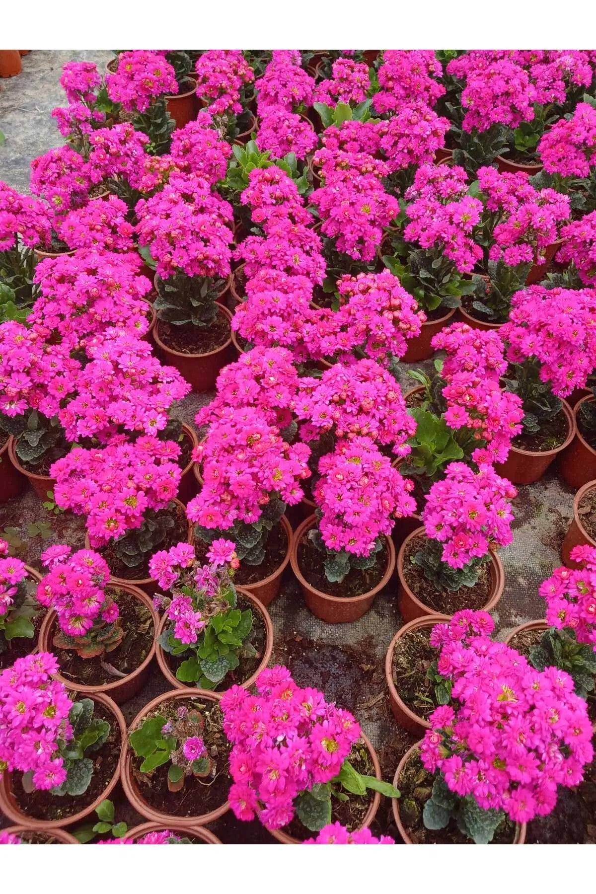 Canlı Pembe Kalanchoe Saksıda – Dekoratif Çiçek